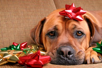 Holiday Pet Photo's-Wilton