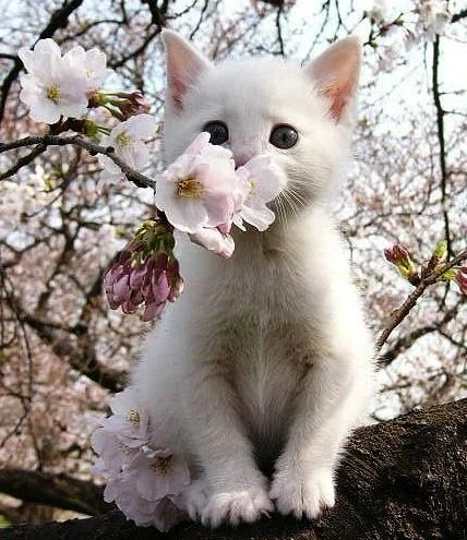 Spring Time for Our Pets