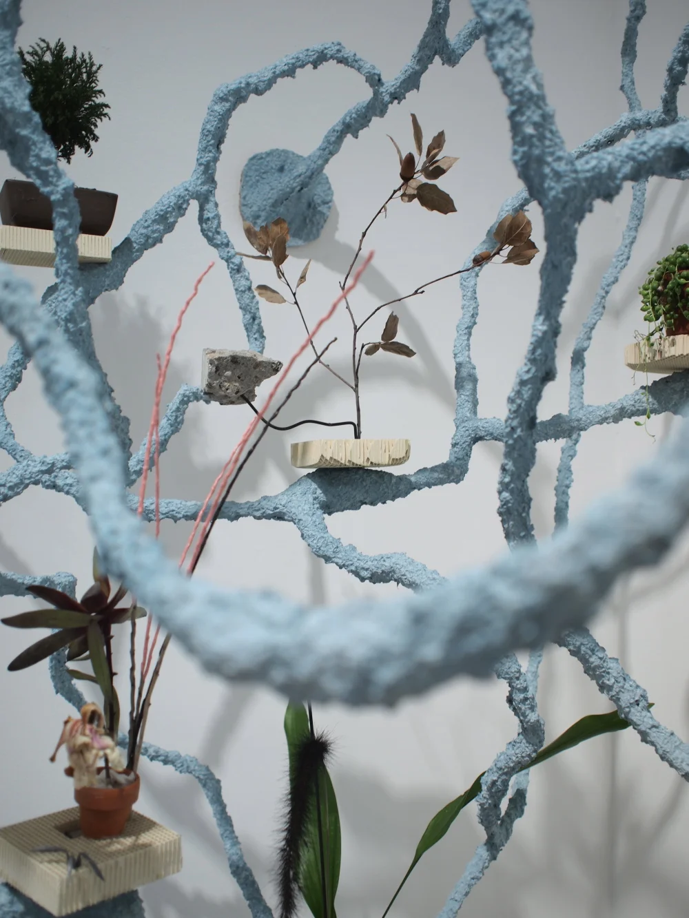 HABITAT DETAIL 002 copy 2.JPG