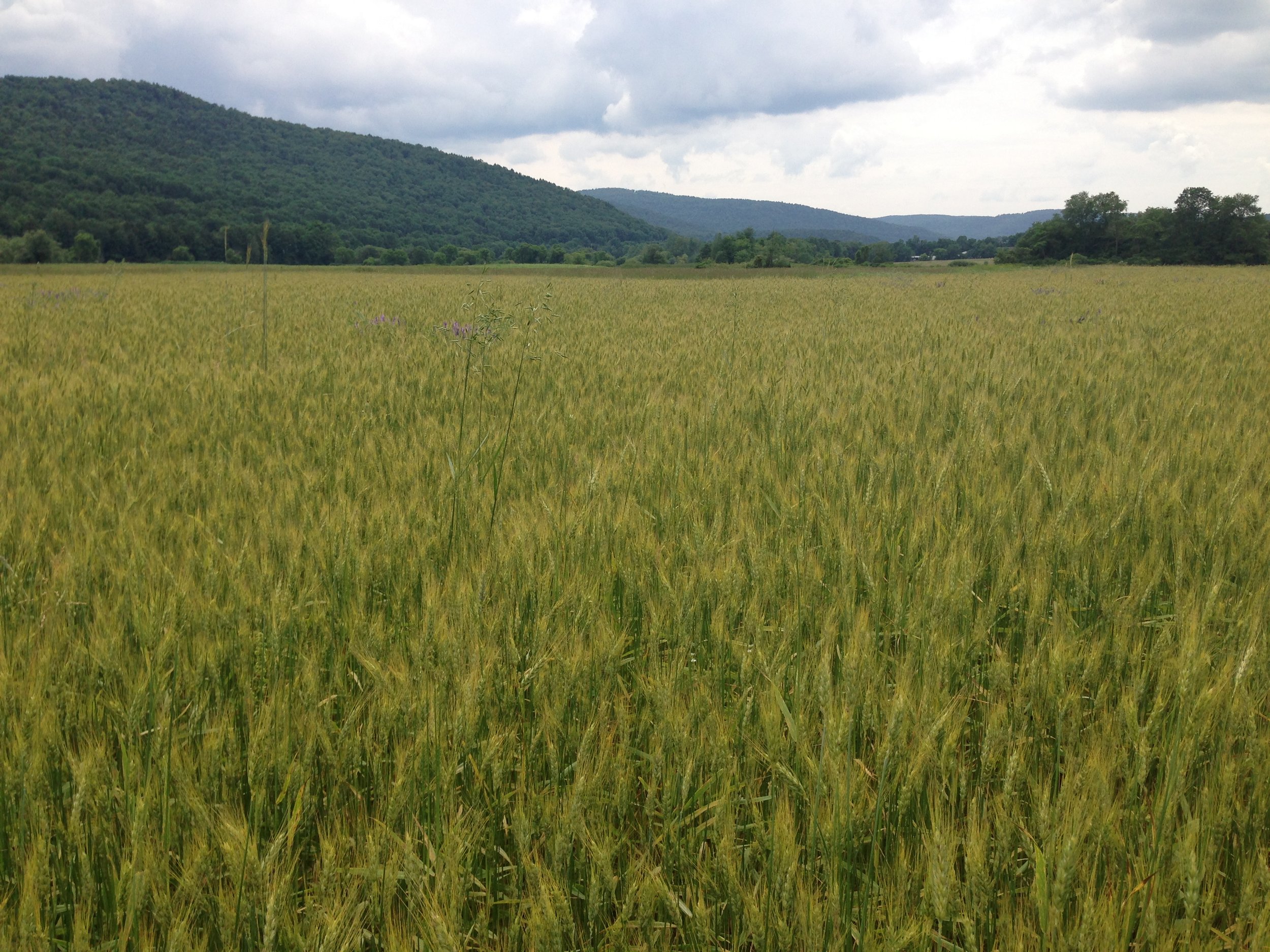 catskill wheat may copy.JPG