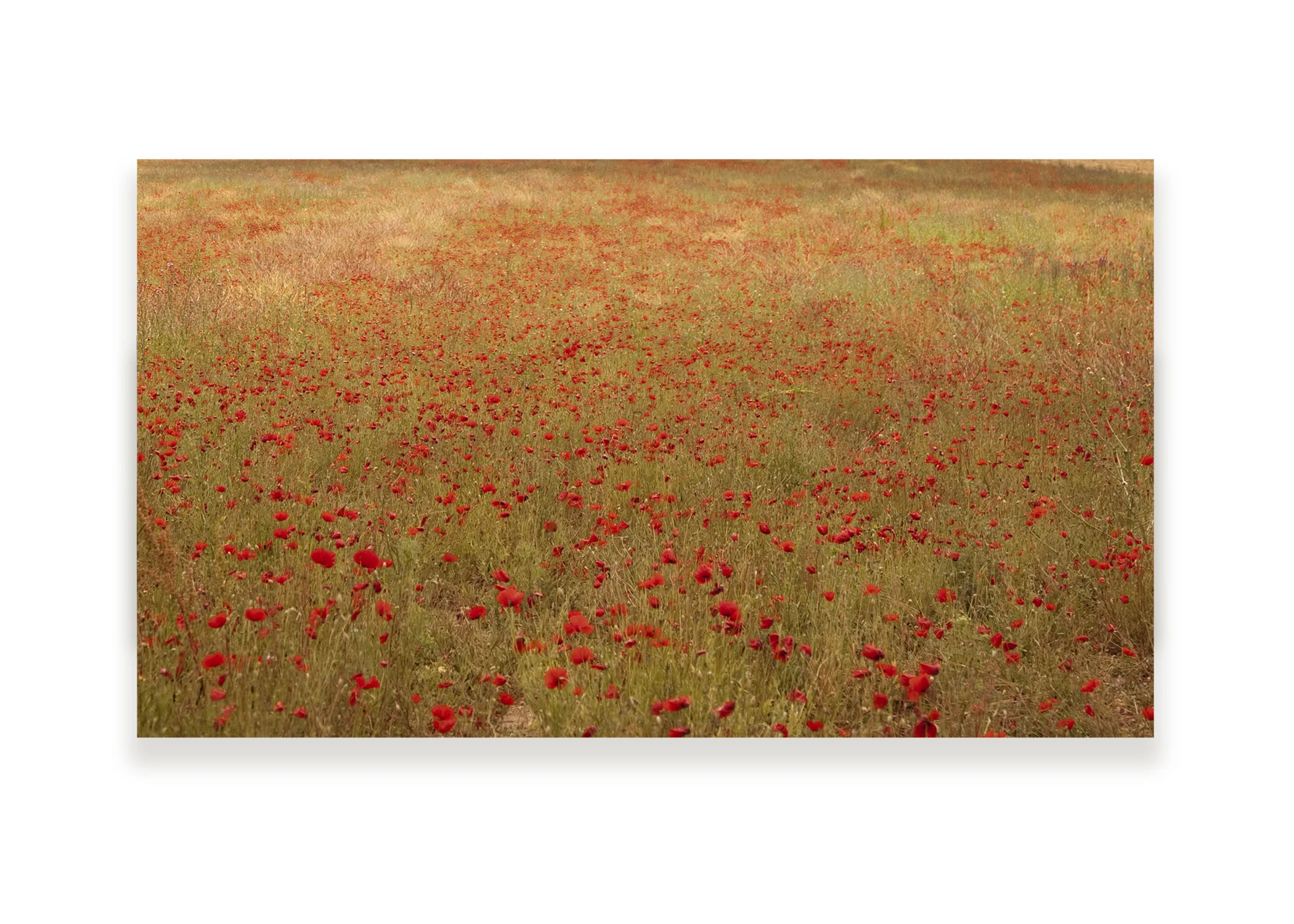 poppies on white.jpg