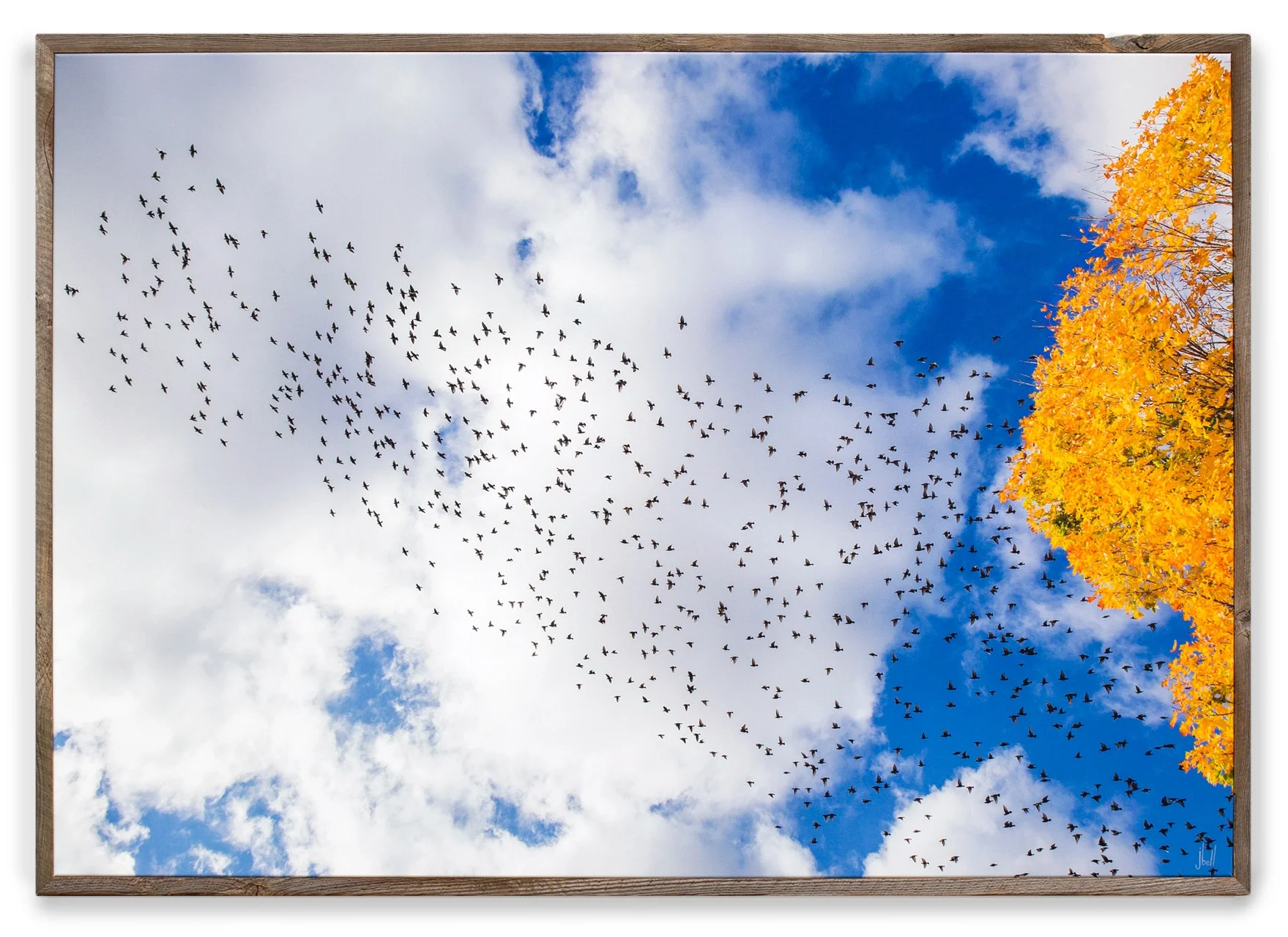 2017_Birds_web.jpg