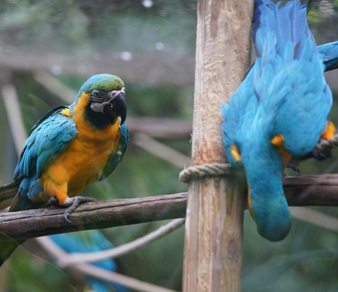 Gli ara blu 💛💙 spesso sorprendono con le loro piume brillanti e i loro richiami riconoscibili, per cui è impossibile non notarli quando si visita lo zoo. 😍✨
Sapreste nominare le altre specie di ara presenti nel parco?