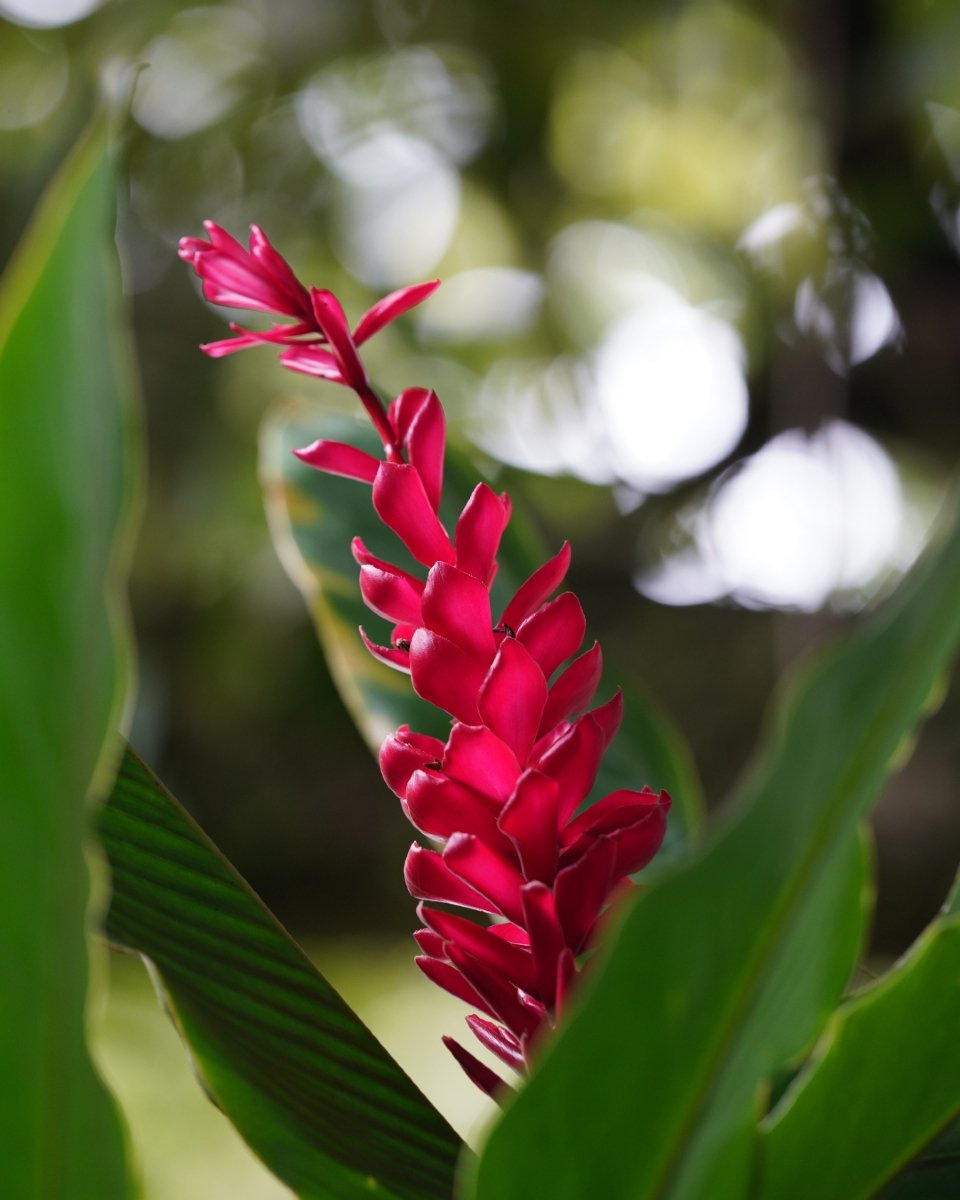 La natura al massimo dei suoi colori! 🌺 Con i suoi animali affascinanti, i fiori brillanti, gli alberi maestosi e l'atmosfera tropicale, una visita allo zoo è un'immersione totale nella natura della Guadalupa. 
Vi aspettiamo! 📲 