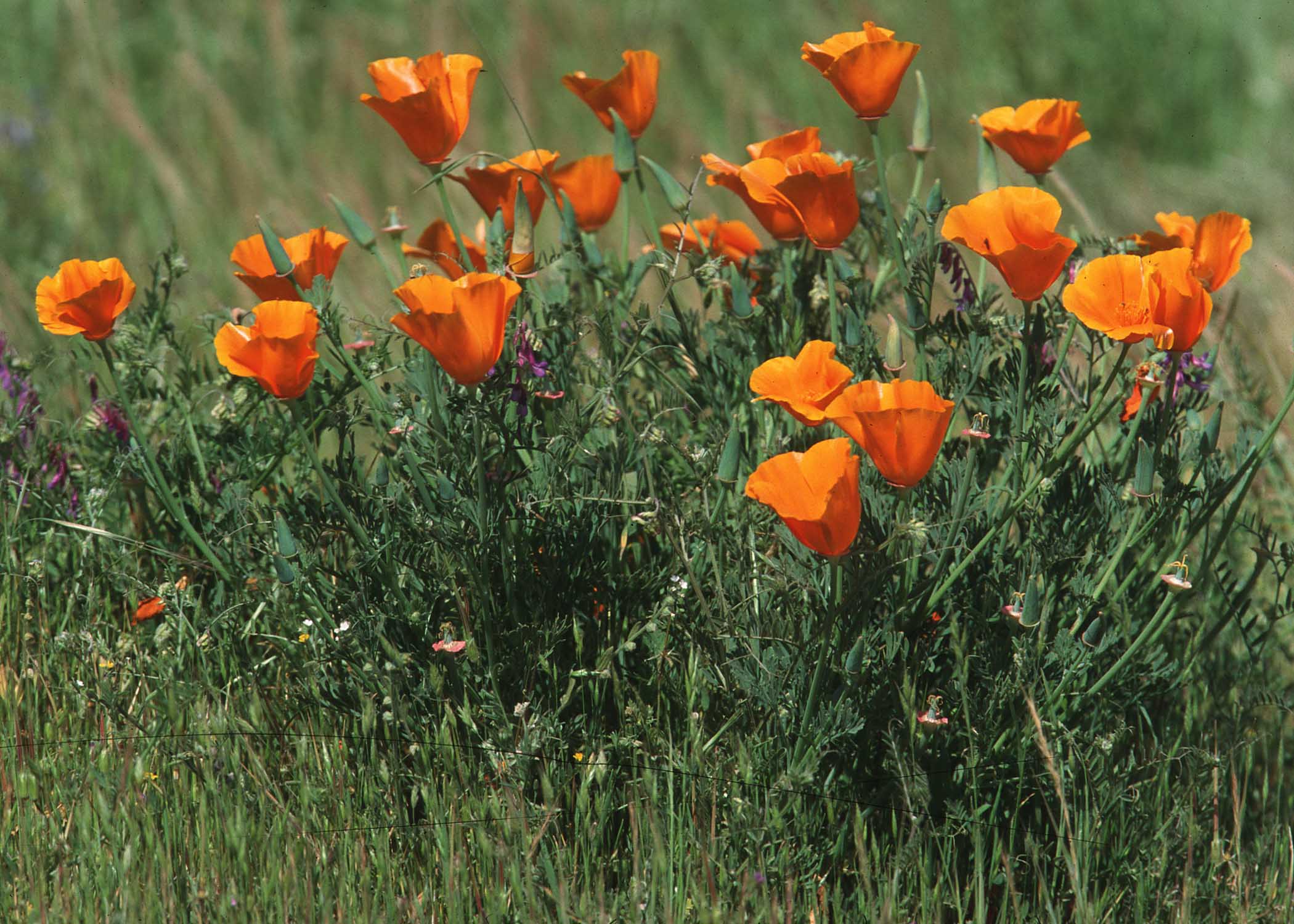 california poppies.jpg