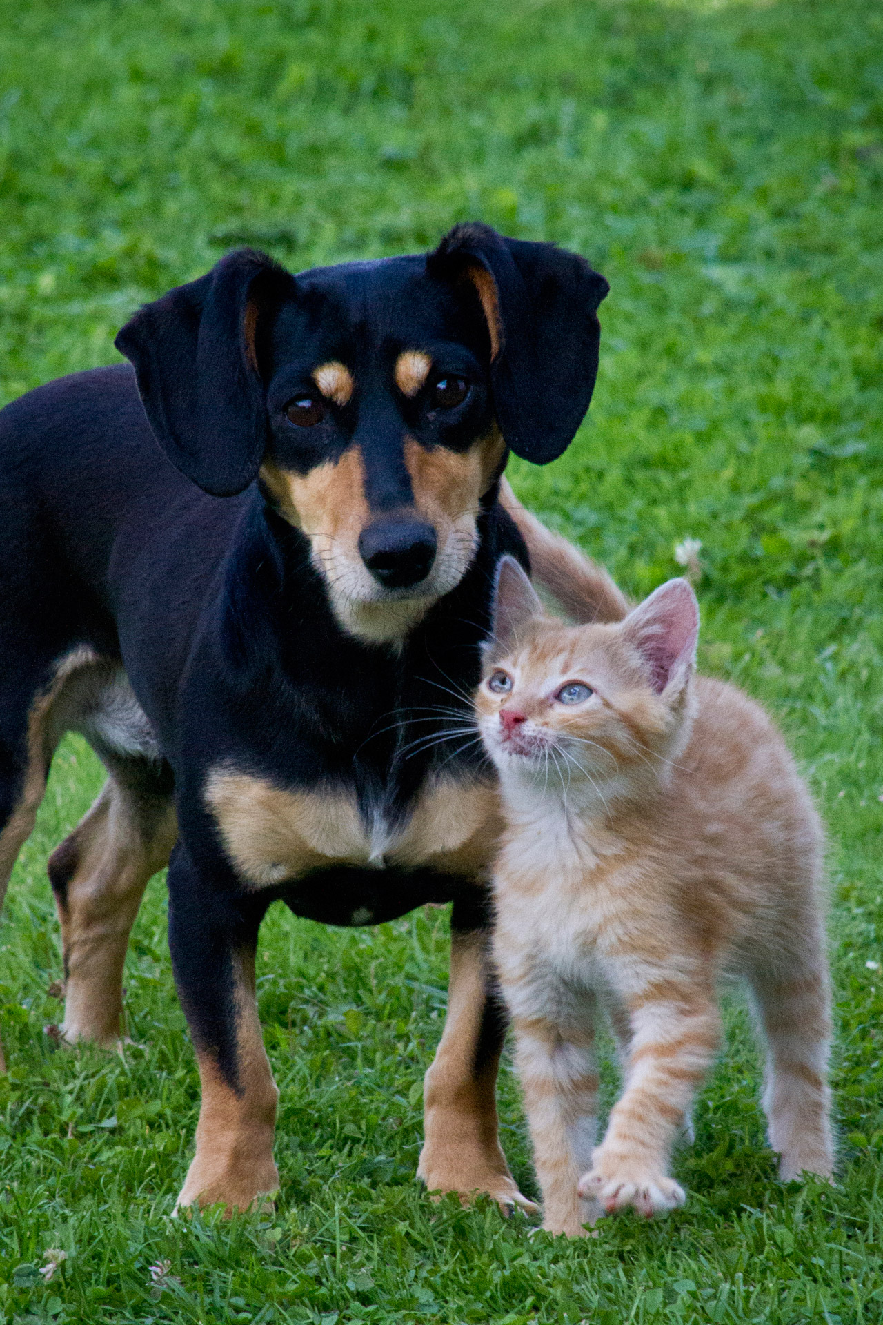 cat-and-dog.jpg