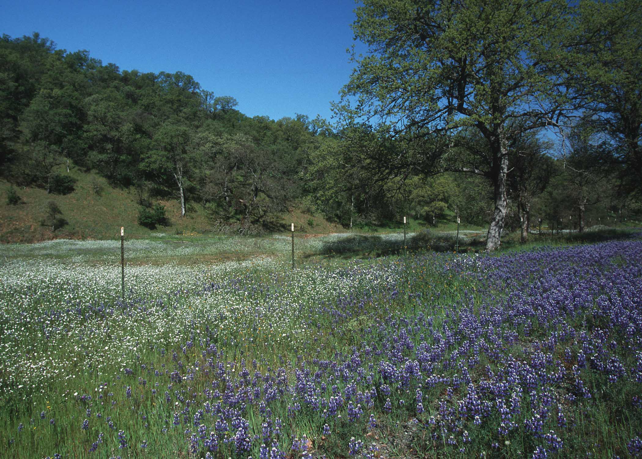 trees and wild flowers.jpg