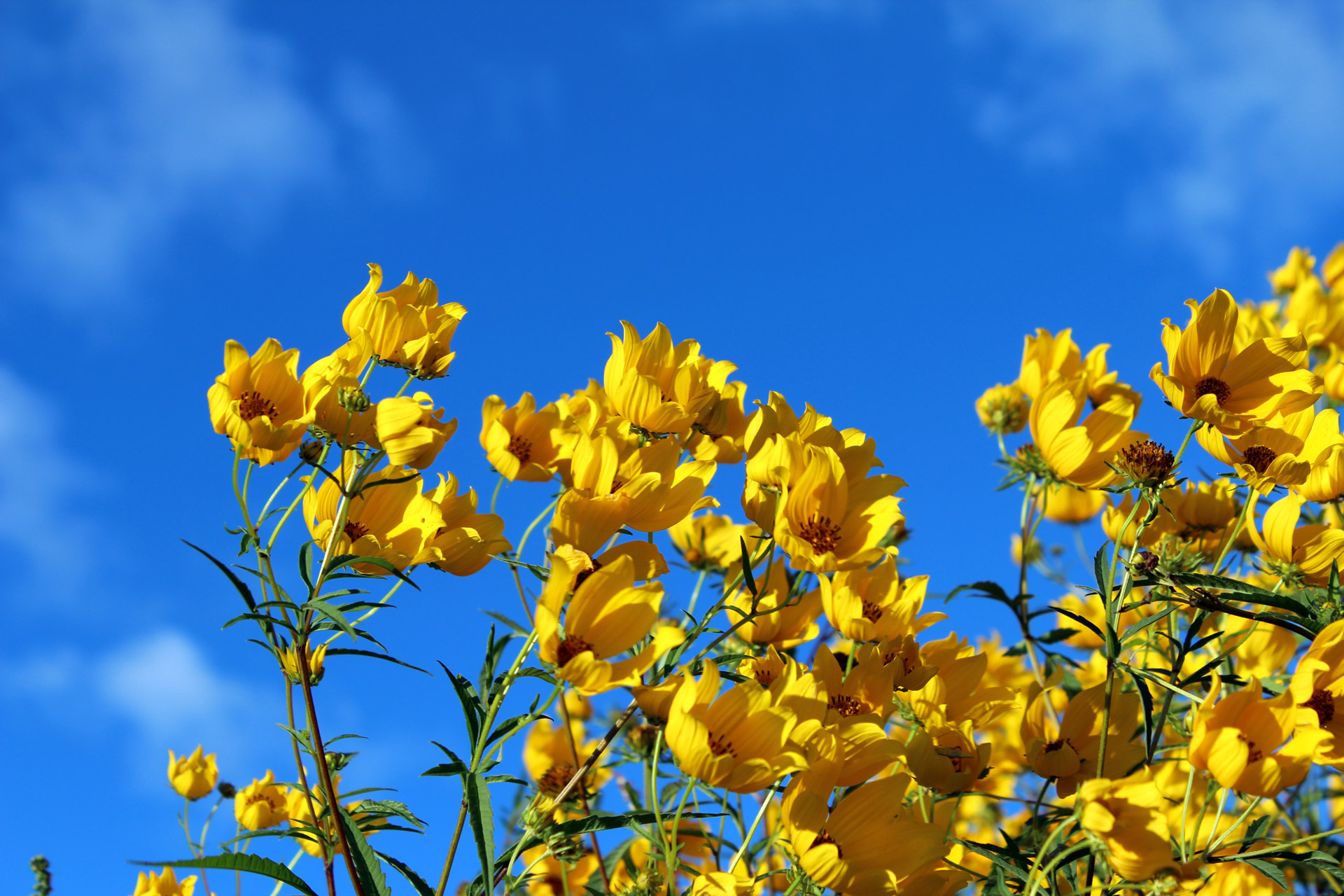sky and yellow wild flowers.jpg