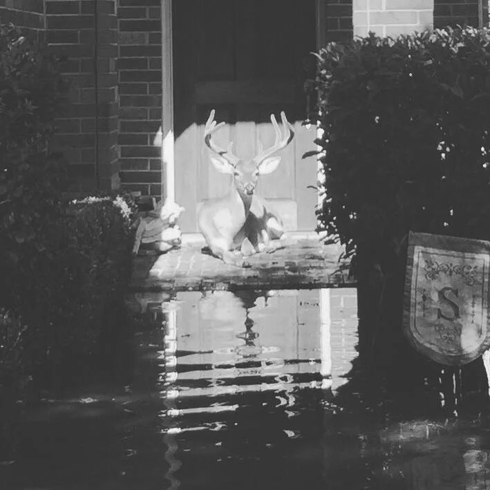 deer.jpg