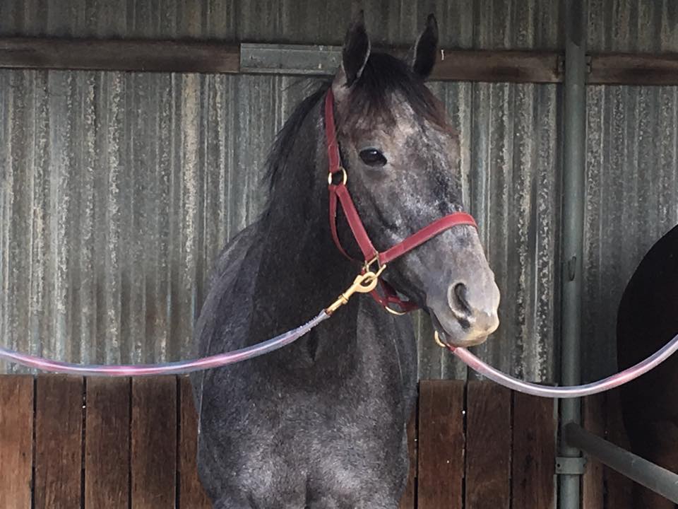 Silver Stratum Wins his first race at Bendigo