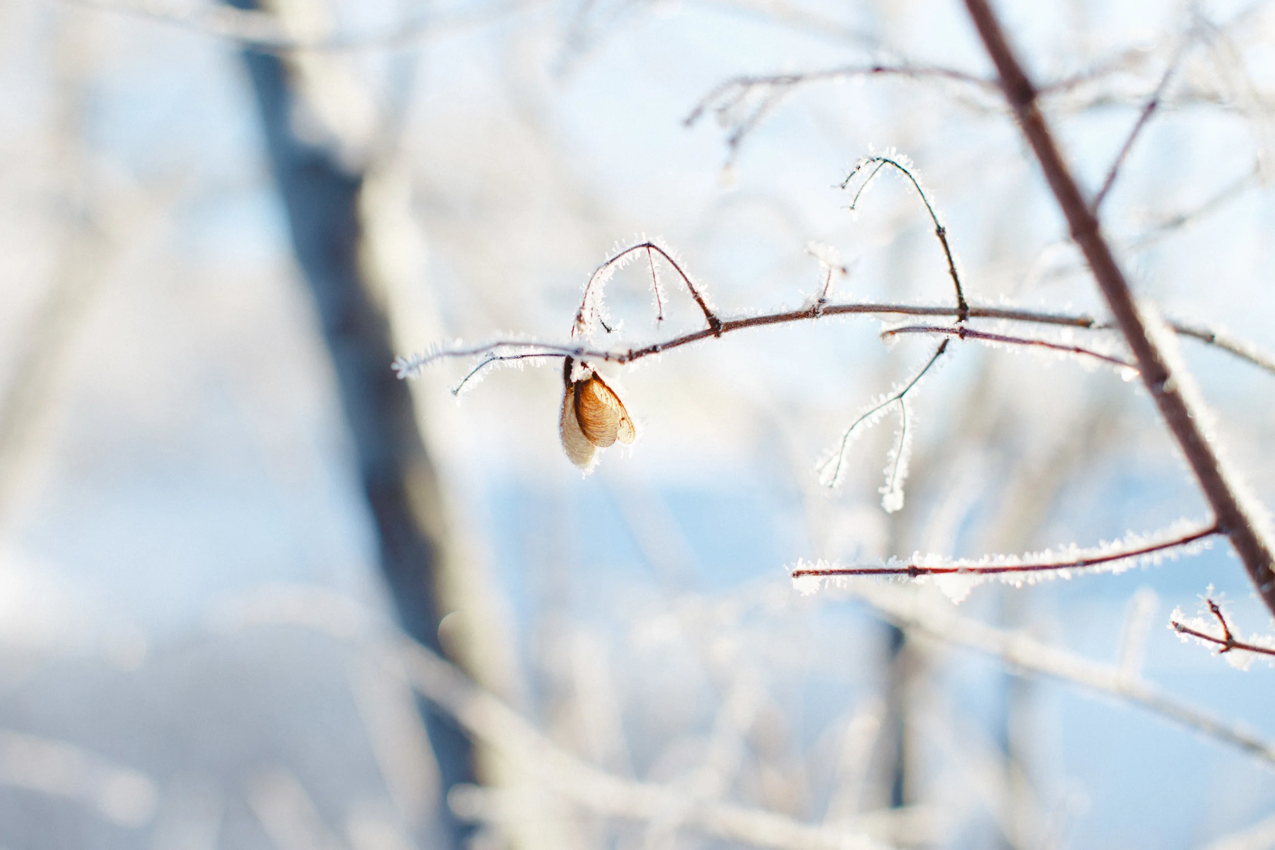 _MG_9474.jpg
