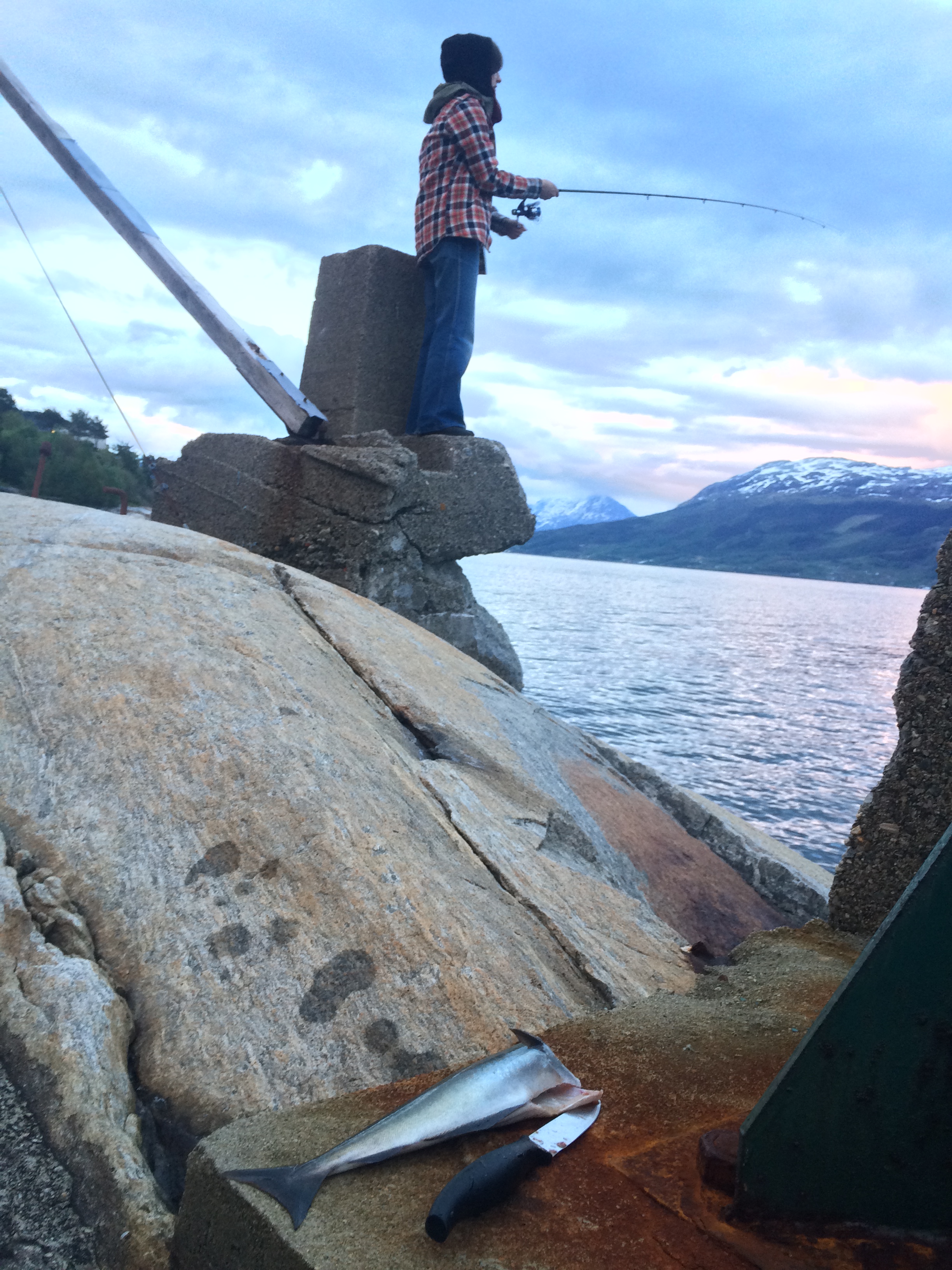 Midnattssei fra Hardangerfjorden. Foto: Susan Hughes