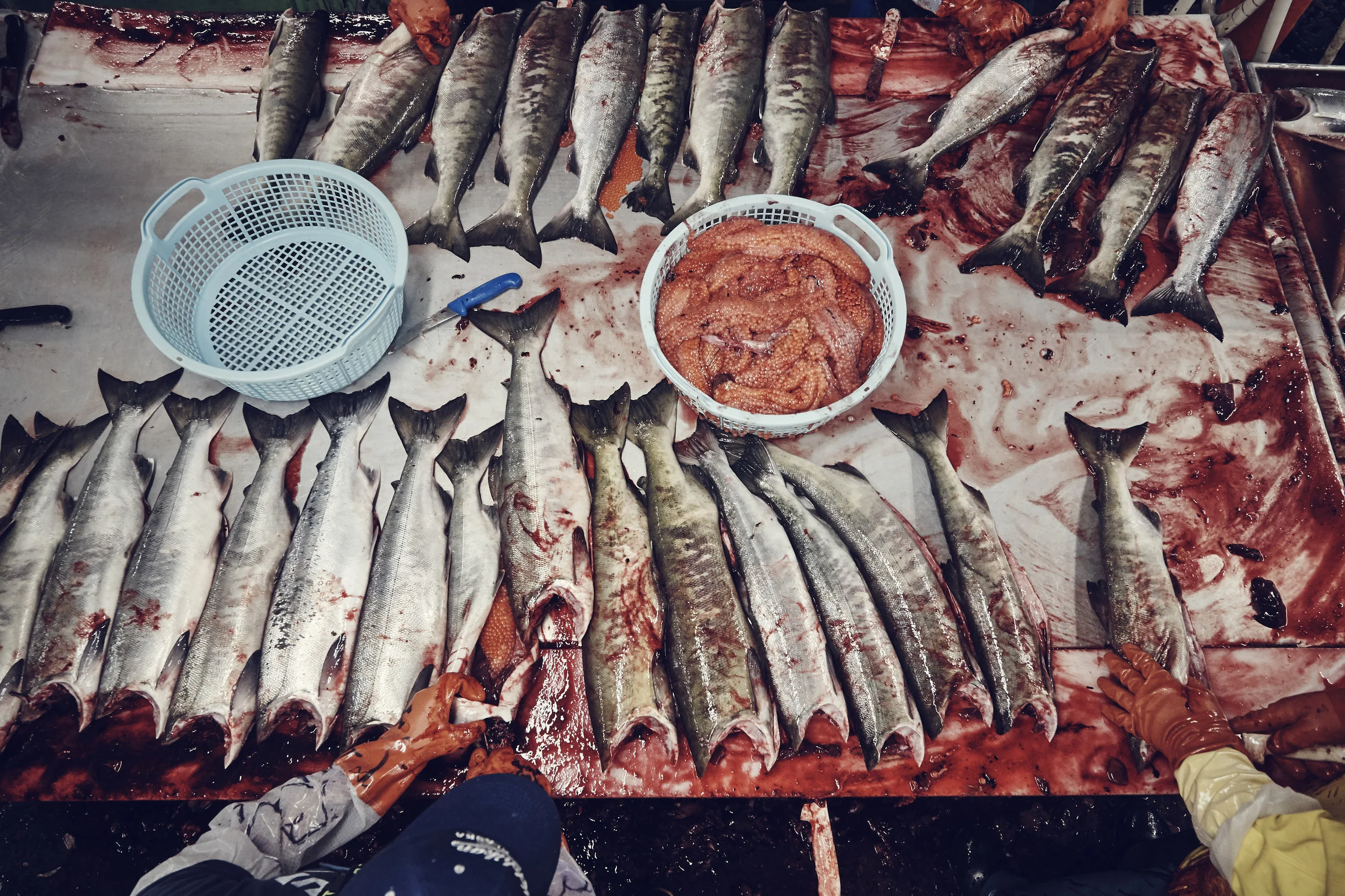 salmon fishing