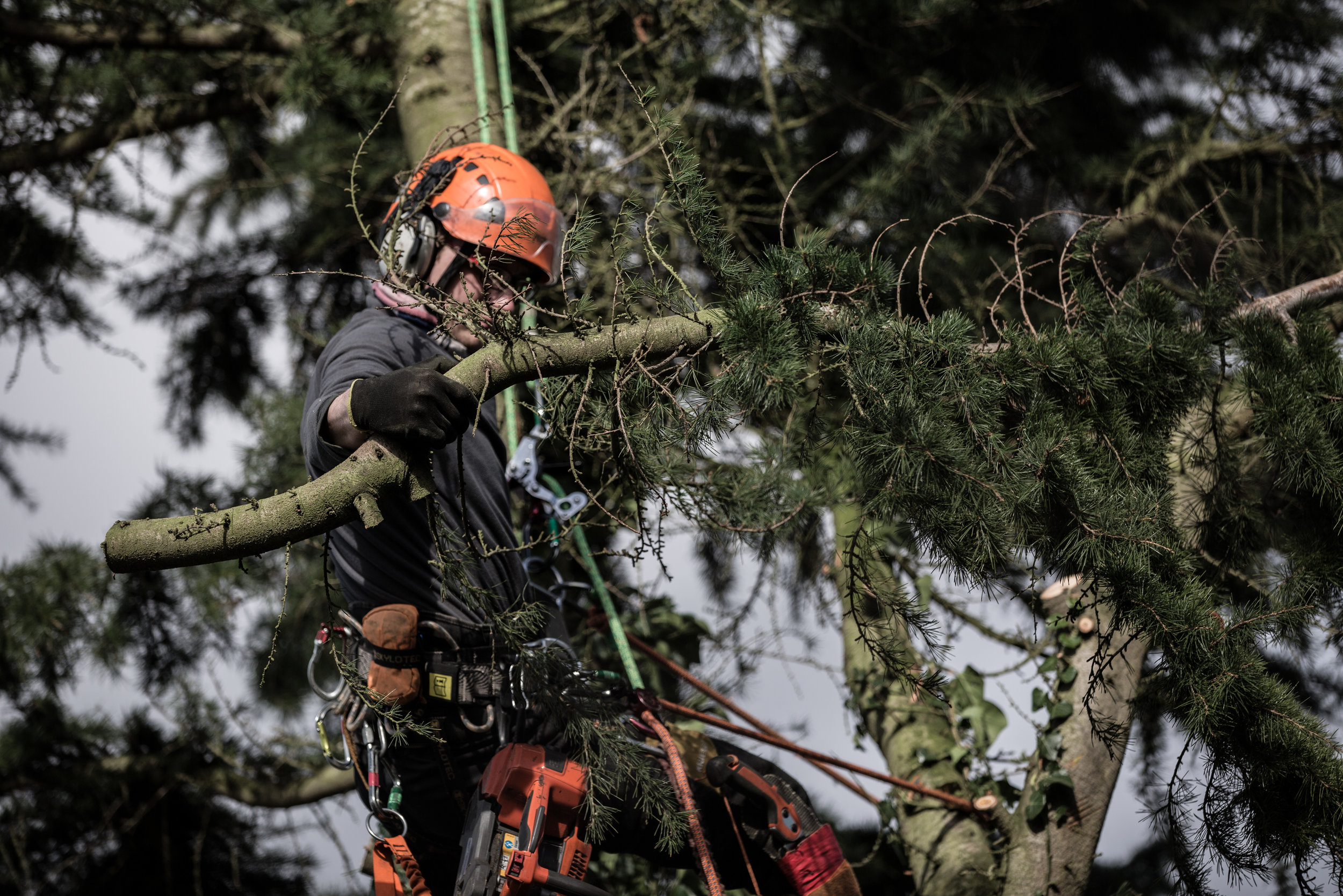 Hedge Height Reduction