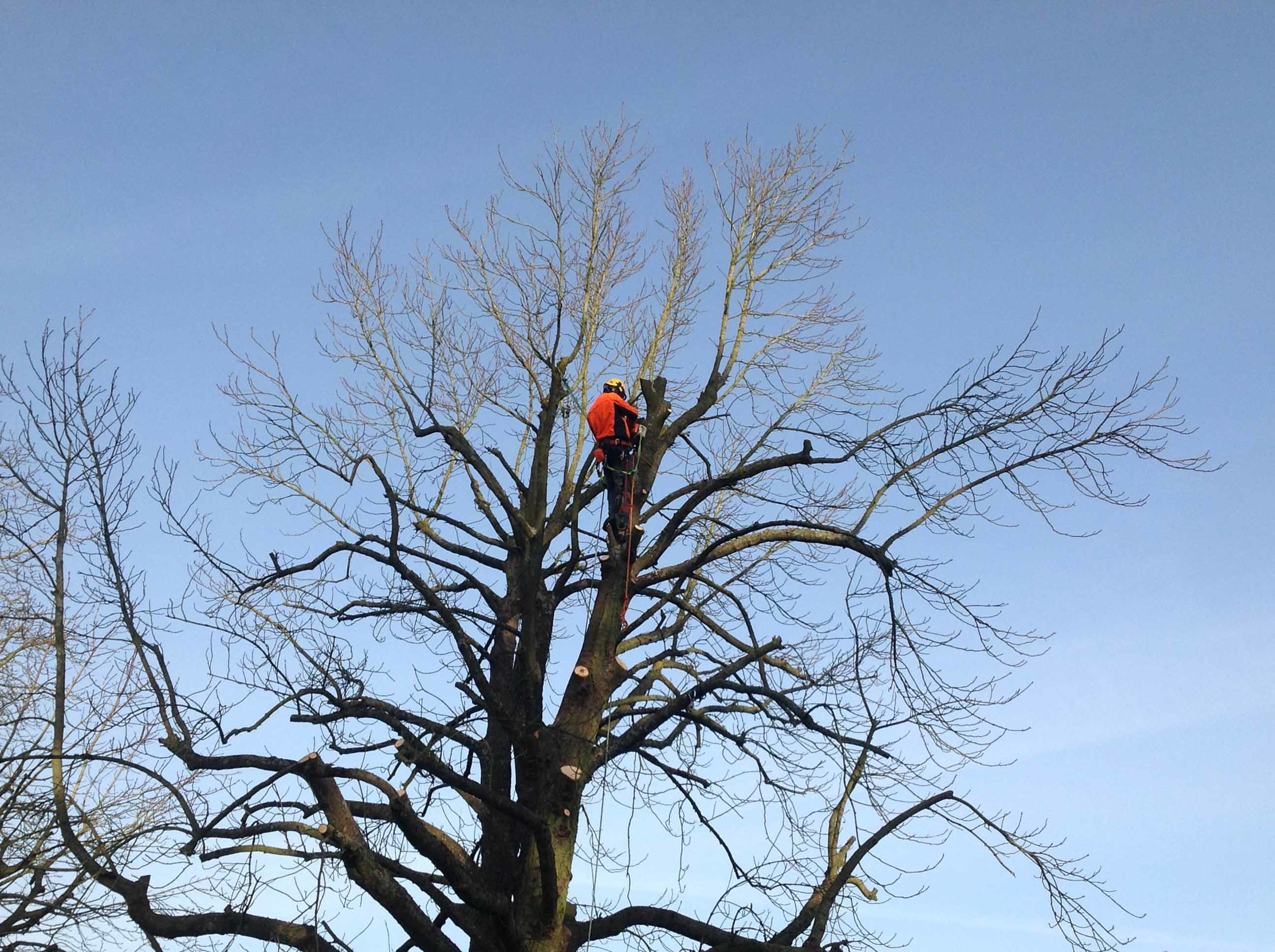 Tree Felling