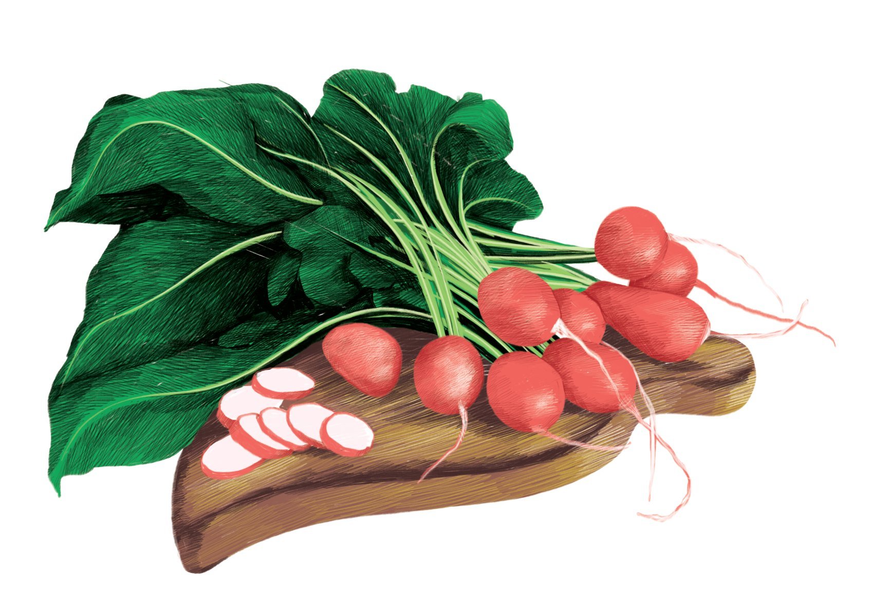 03_radish.jpeg