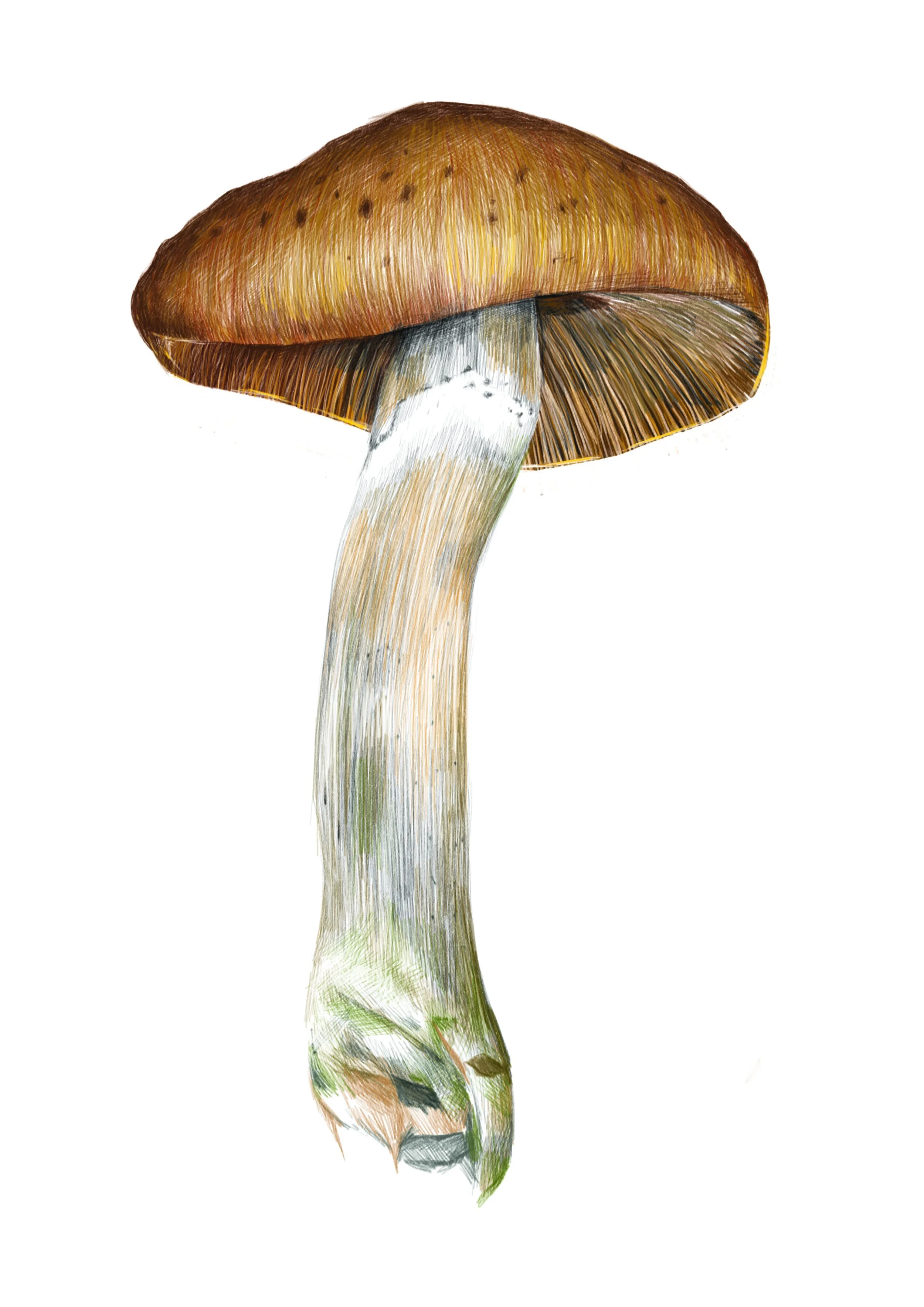 Mushroom 1
