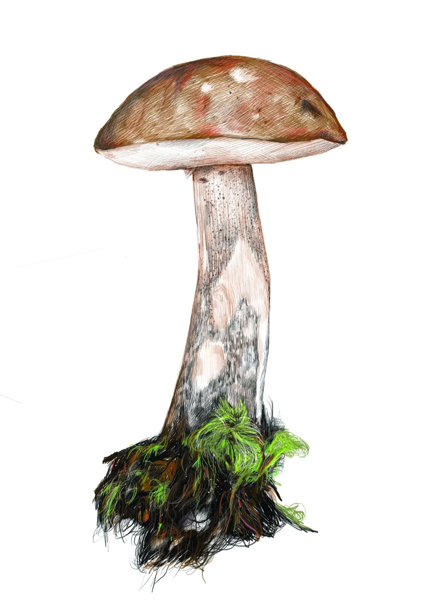 Mushroom 2