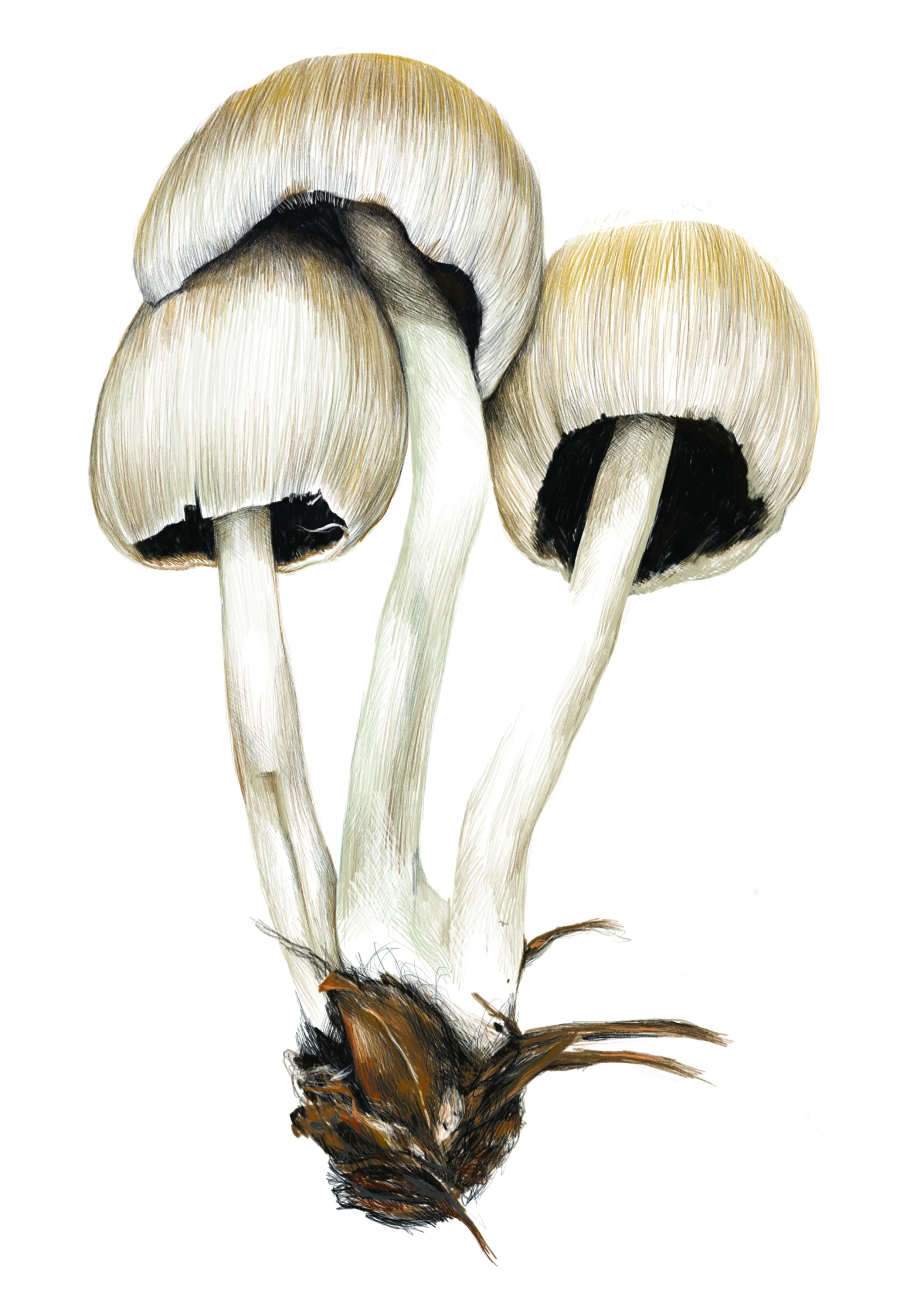 Mushroom 3