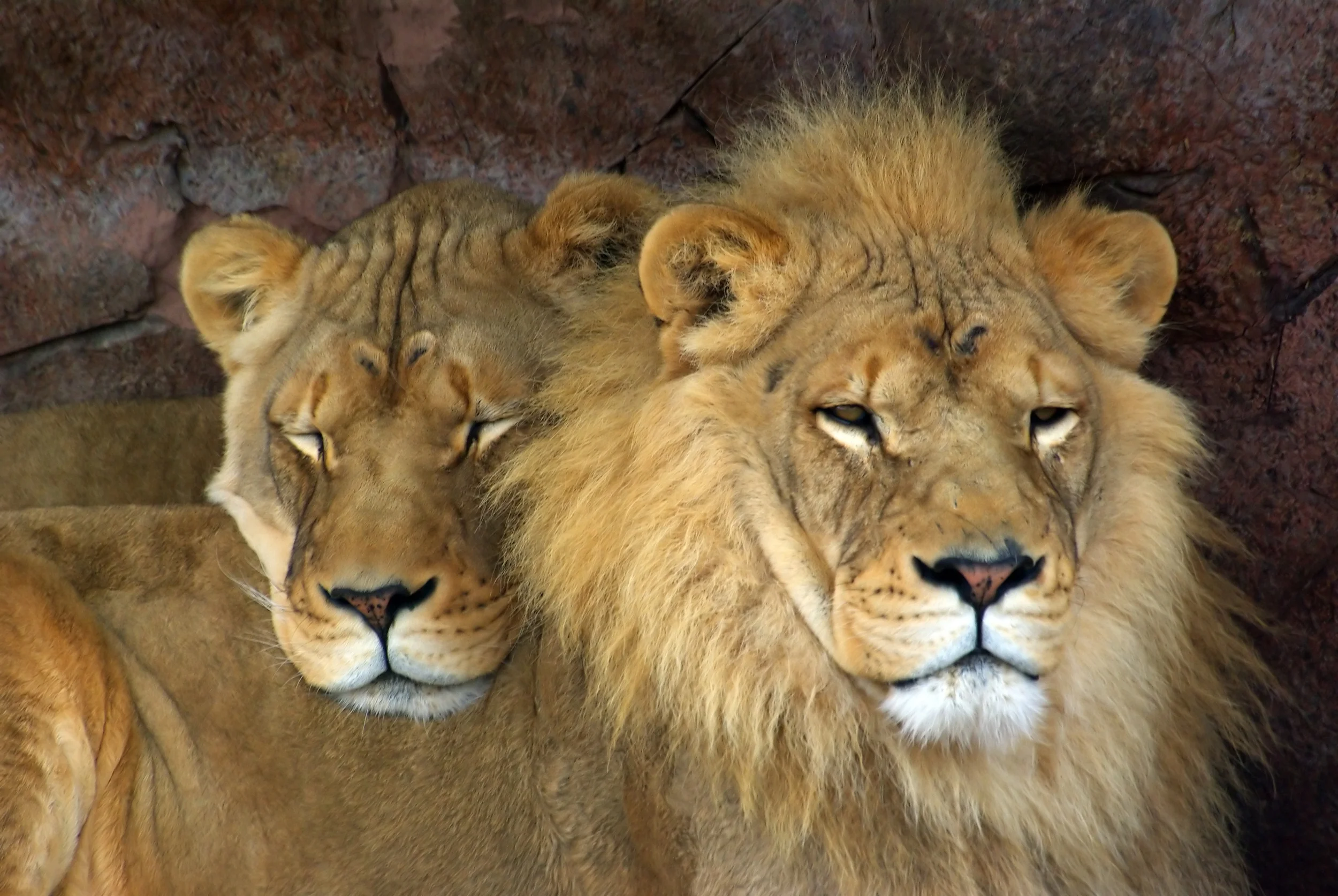 property 1 lion around.jpg