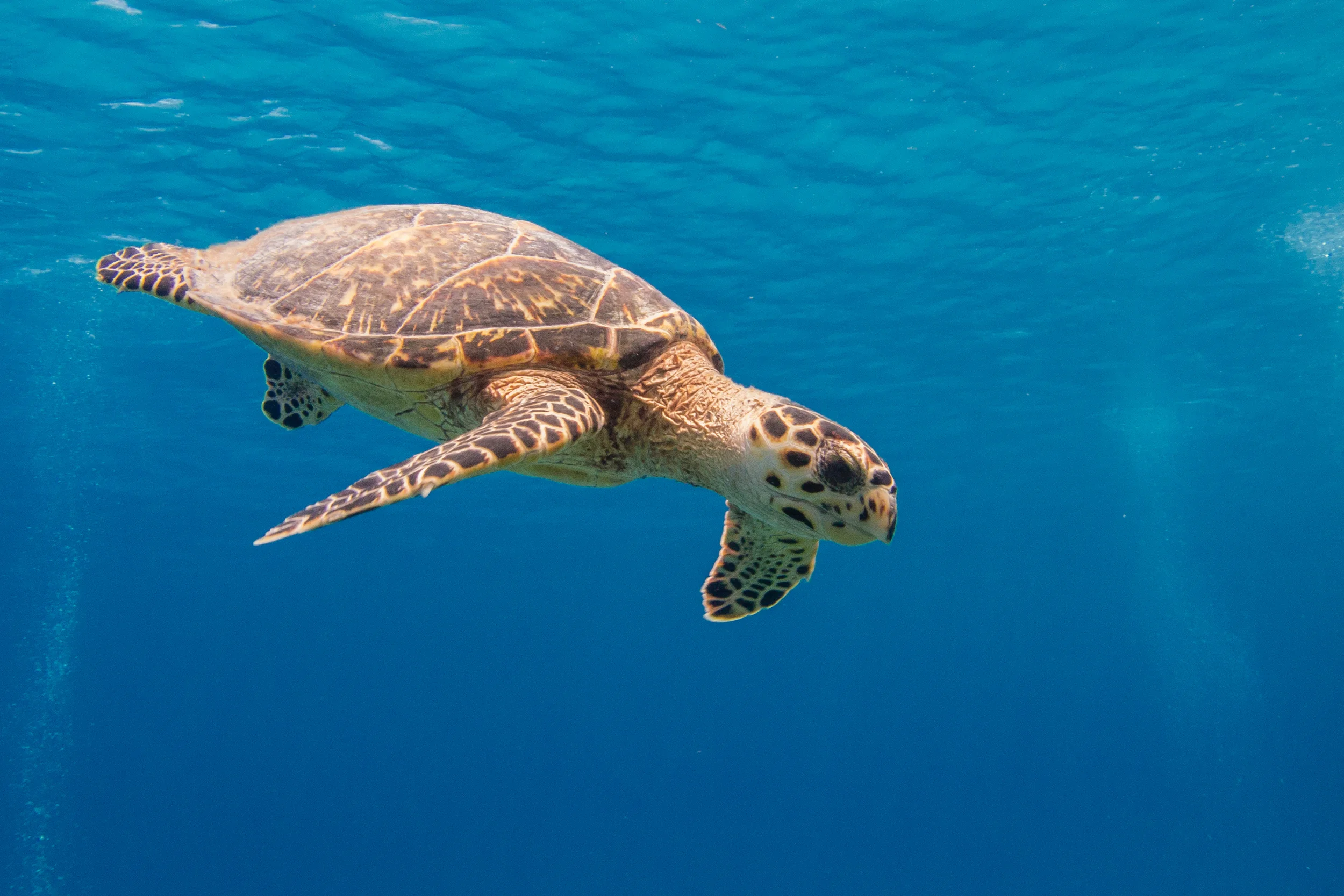 16 июня день морской черепахи. остров мауи черепахи. фауна австралии морские черепахи. черепаха карточка для детей. станция морских черепах.