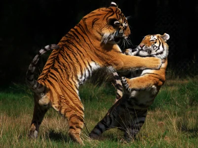 Interdisciplinary workshop: ‘Broader perspectives on animal contests’