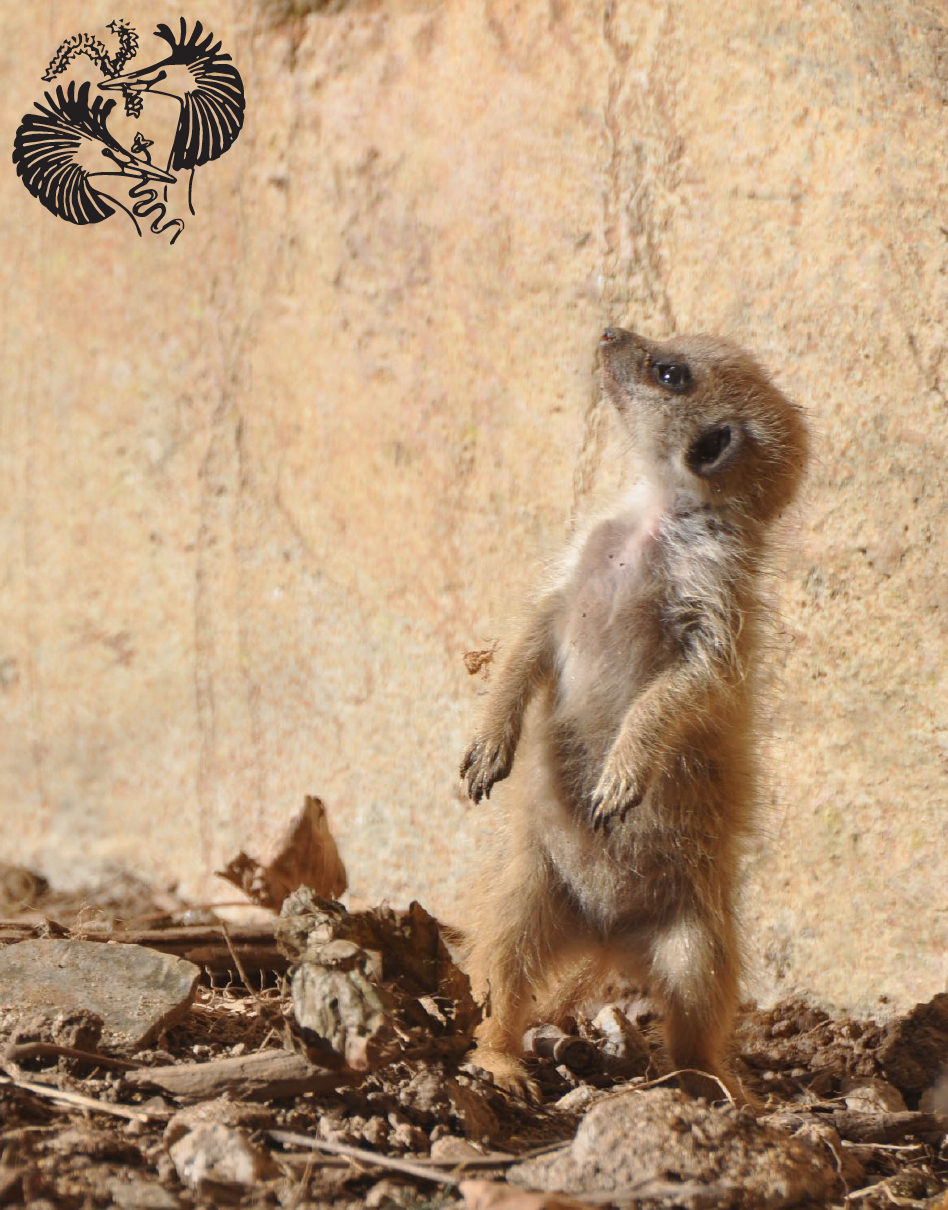 Created for ASAB by Samantha Hammond, Centre for Applied Zoology, Cornwall College, Newquay