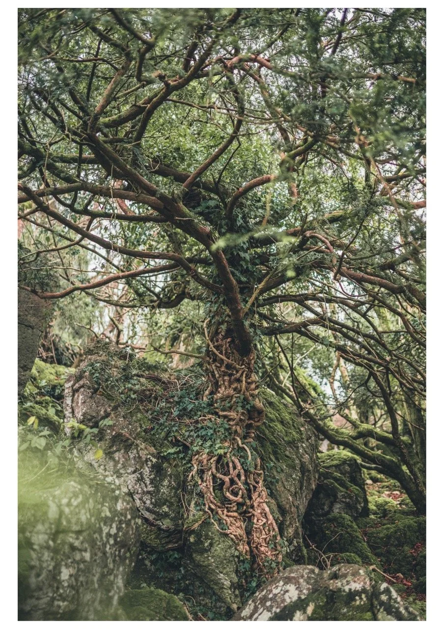 A1 x5 Wizard Tree A1 Large.jpeg