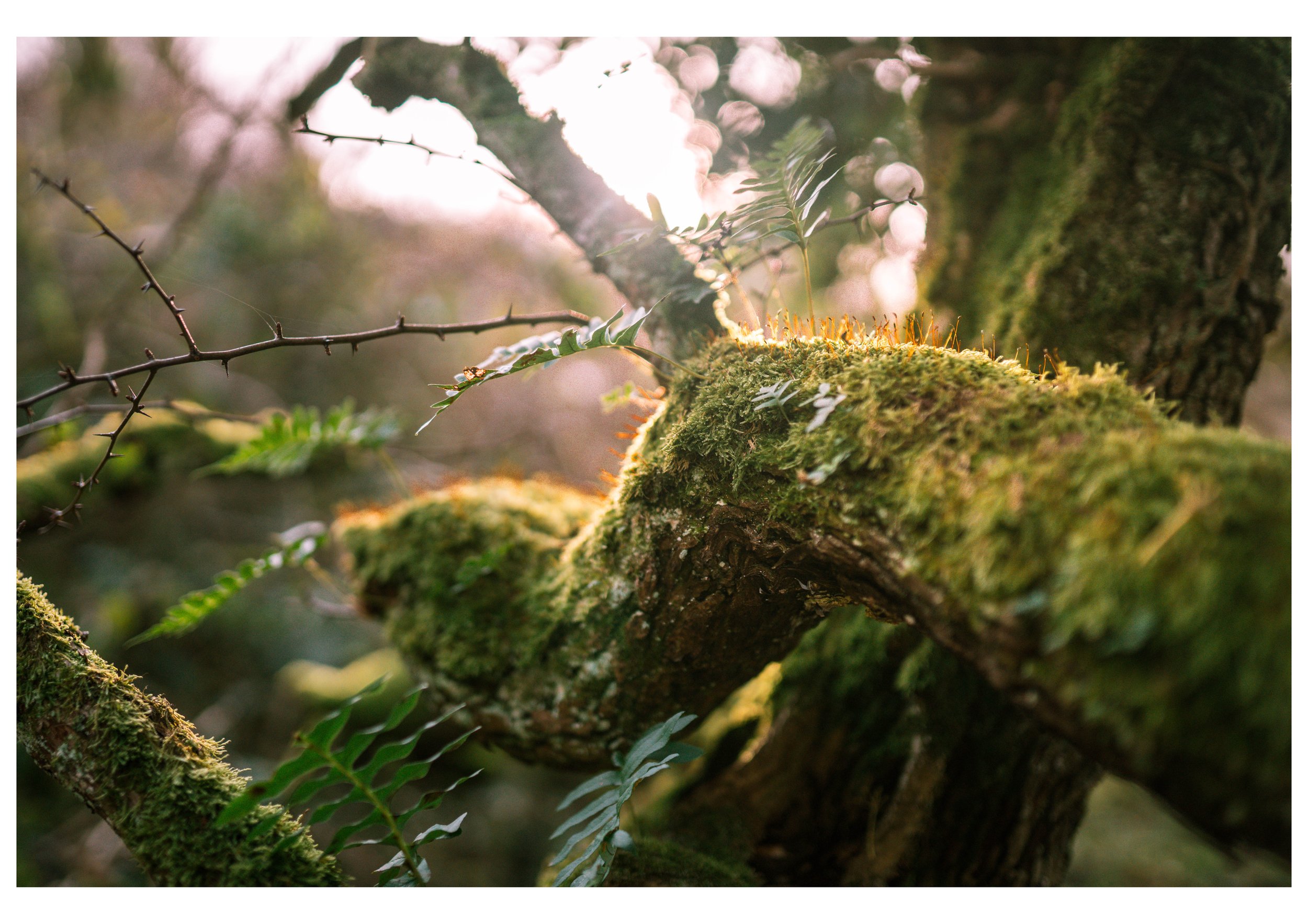 A2 x20 Growth A2.jpeg