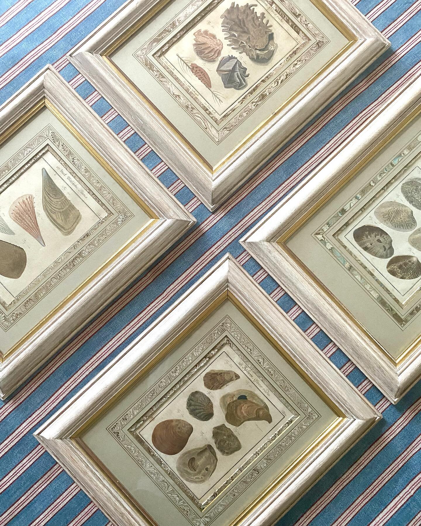 Decorative Antique shell engravings ~ my idea of the perfect artwork in a bathroom 💙 Now available from my online store 🏷 #rococointeriors #finds #treasuretrove #antiques #vintage #decorative #artwork #illustration #art #bathroom #inspiration #hous