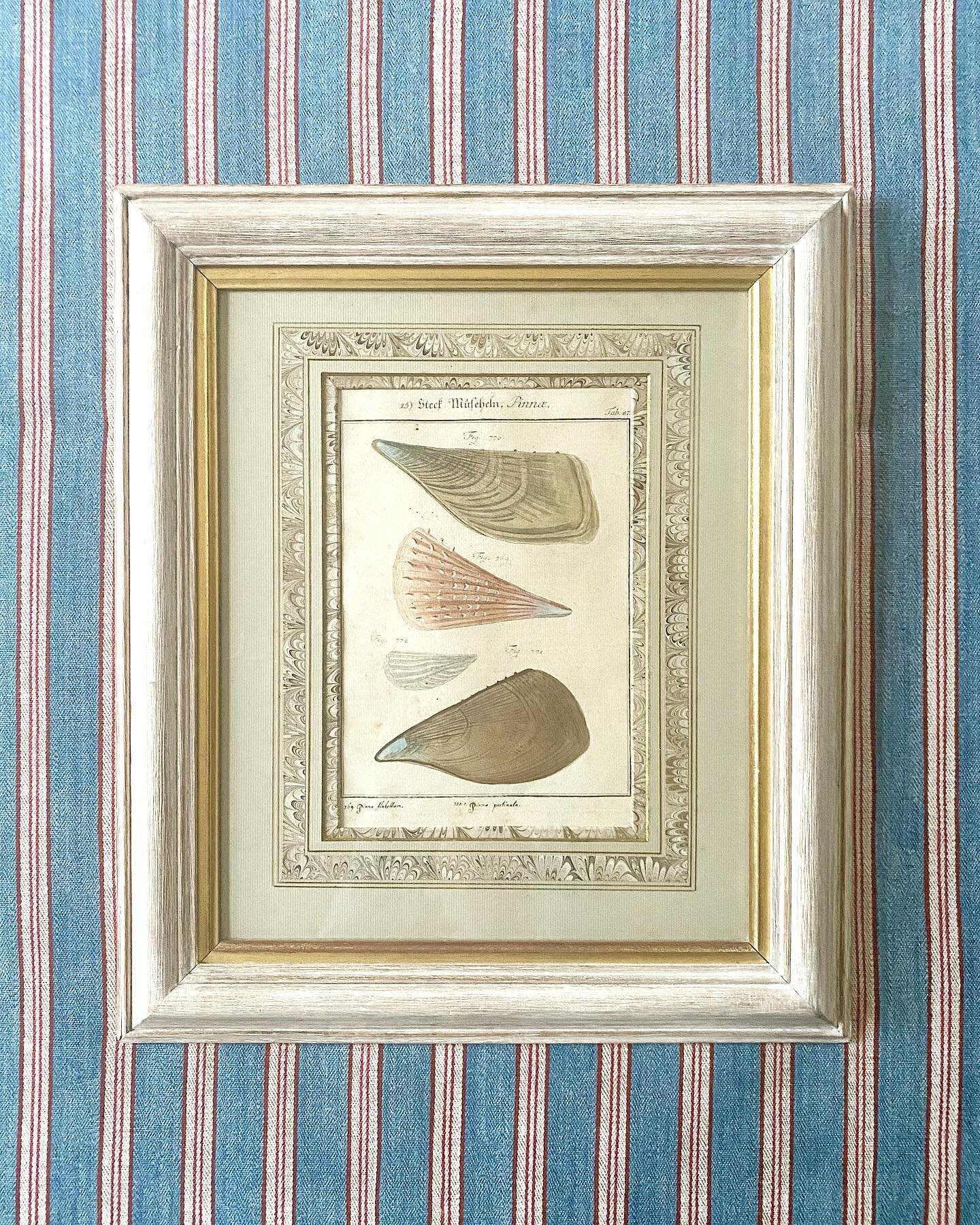 Antique coloured shell engravings ~ I don&rsquo;t know what I love more, the engravings or the beautiful marbleized bordered mount 😍 Visit my online store for more info 🏷 #rococointeriors #finds #treasuretrove #antiques #vintage #decorative #artwor