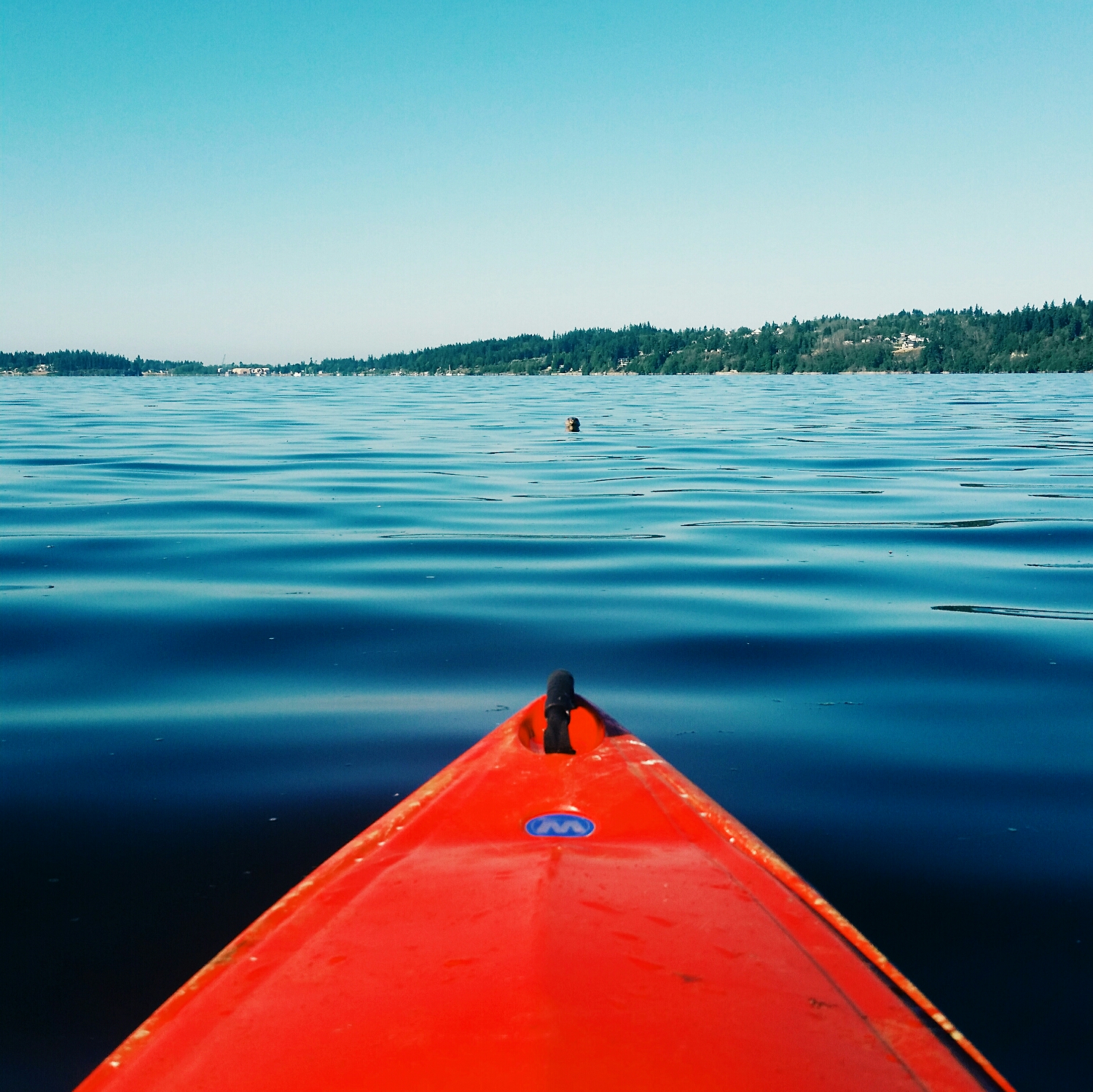A friendly seal popped up in front of the kayak just before we turned around