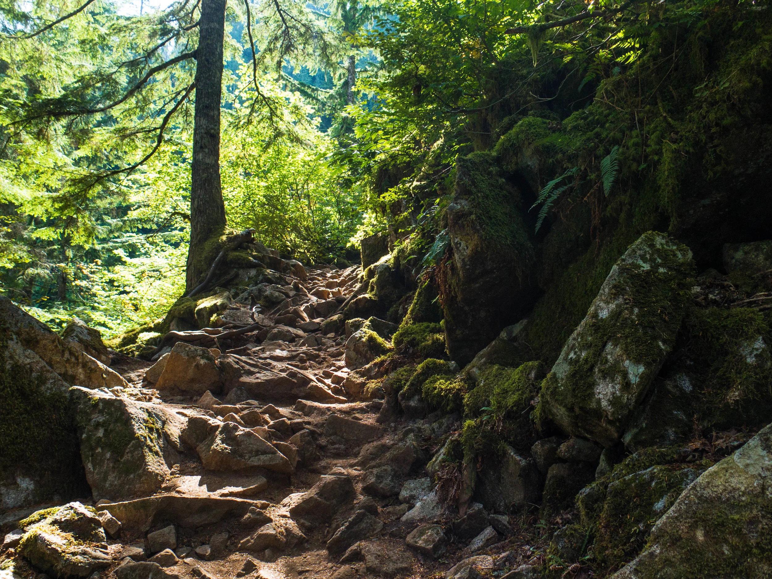 Rooty, rocky, mossy trail to Lake Serene