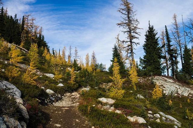 Return of the Larch