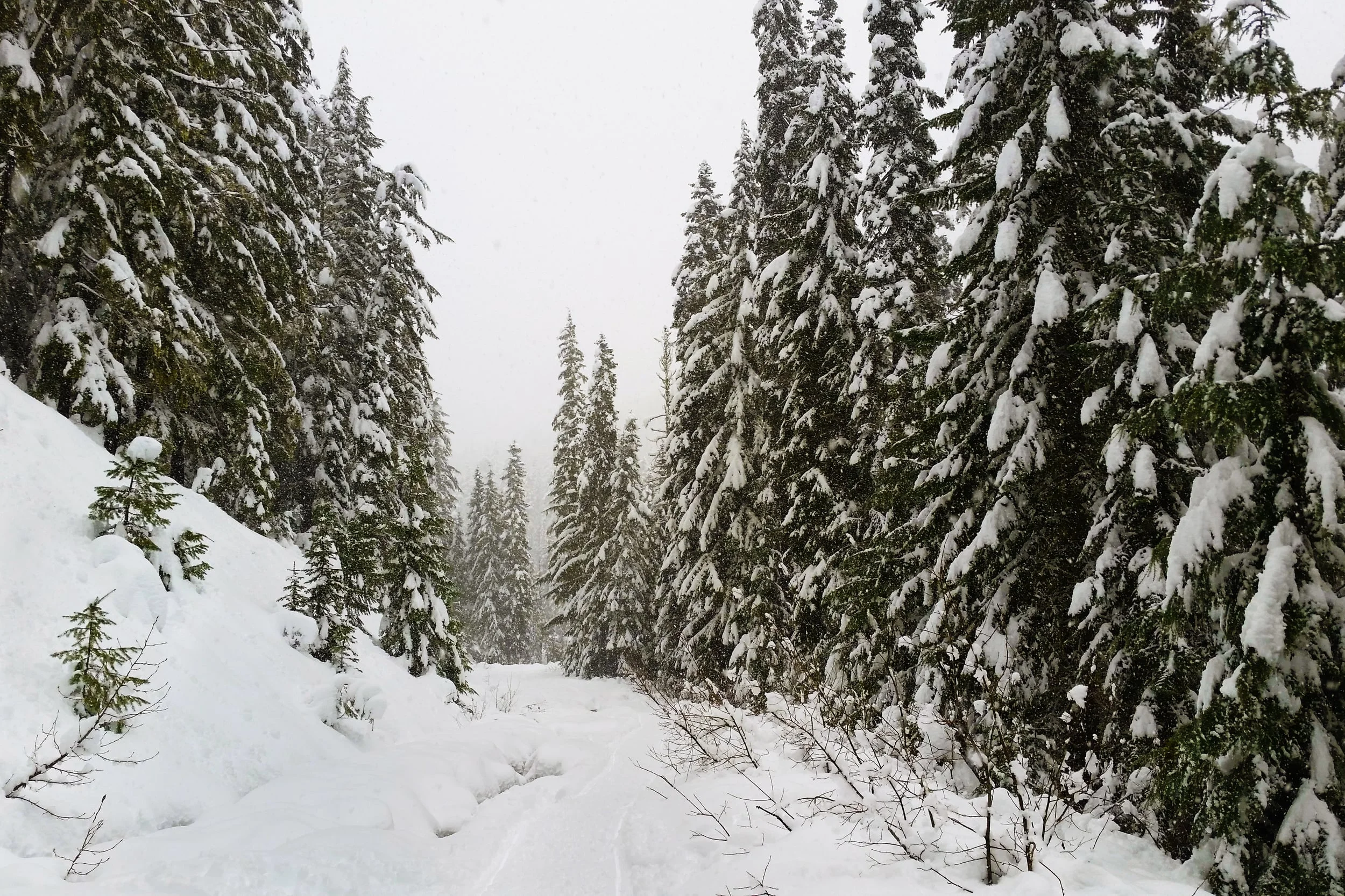 The Great Christmas Tree Hunt