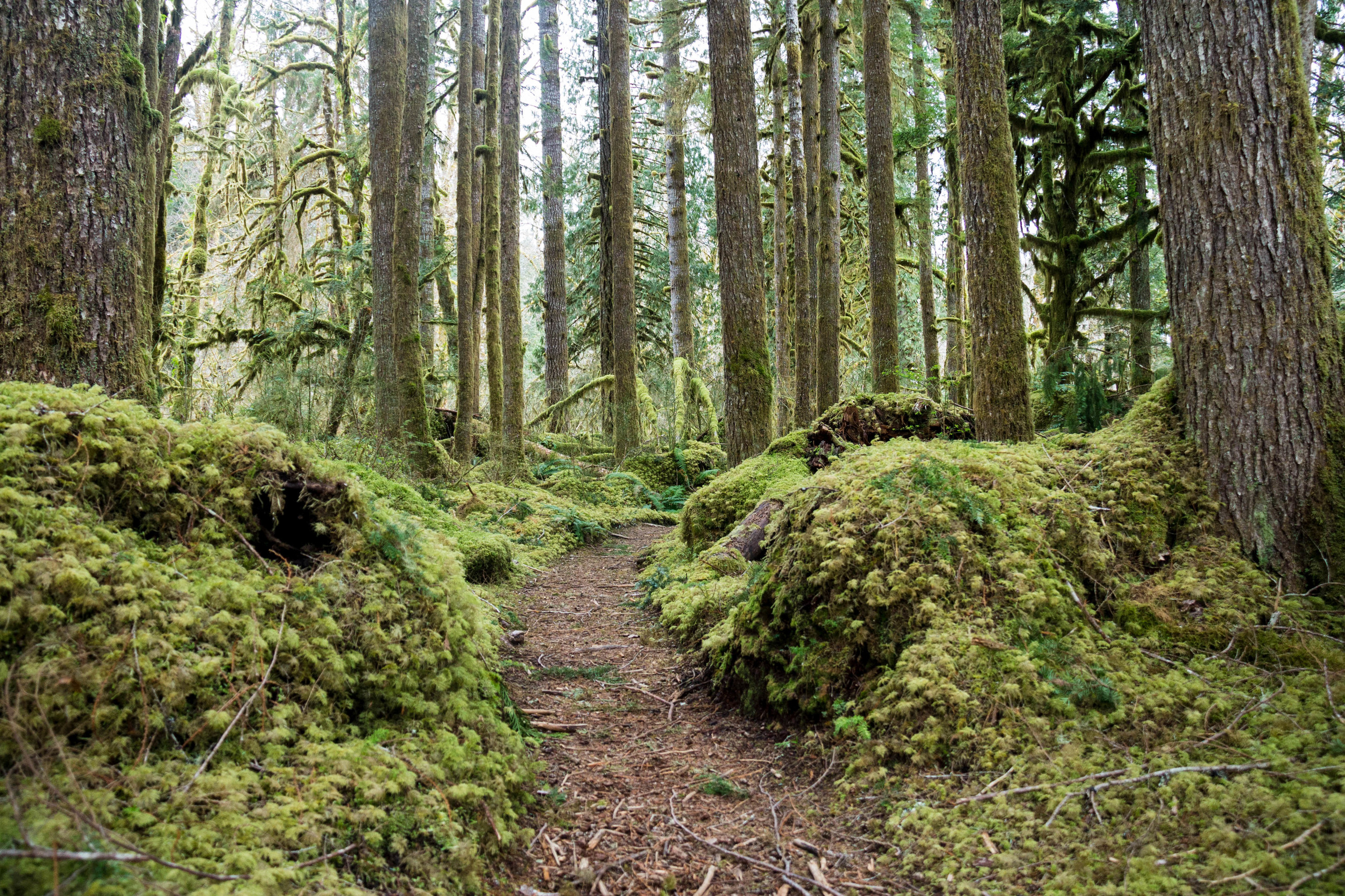 Sauk, North Cascades, Old Sauk River, ©&nbsp;Laura Norsen
