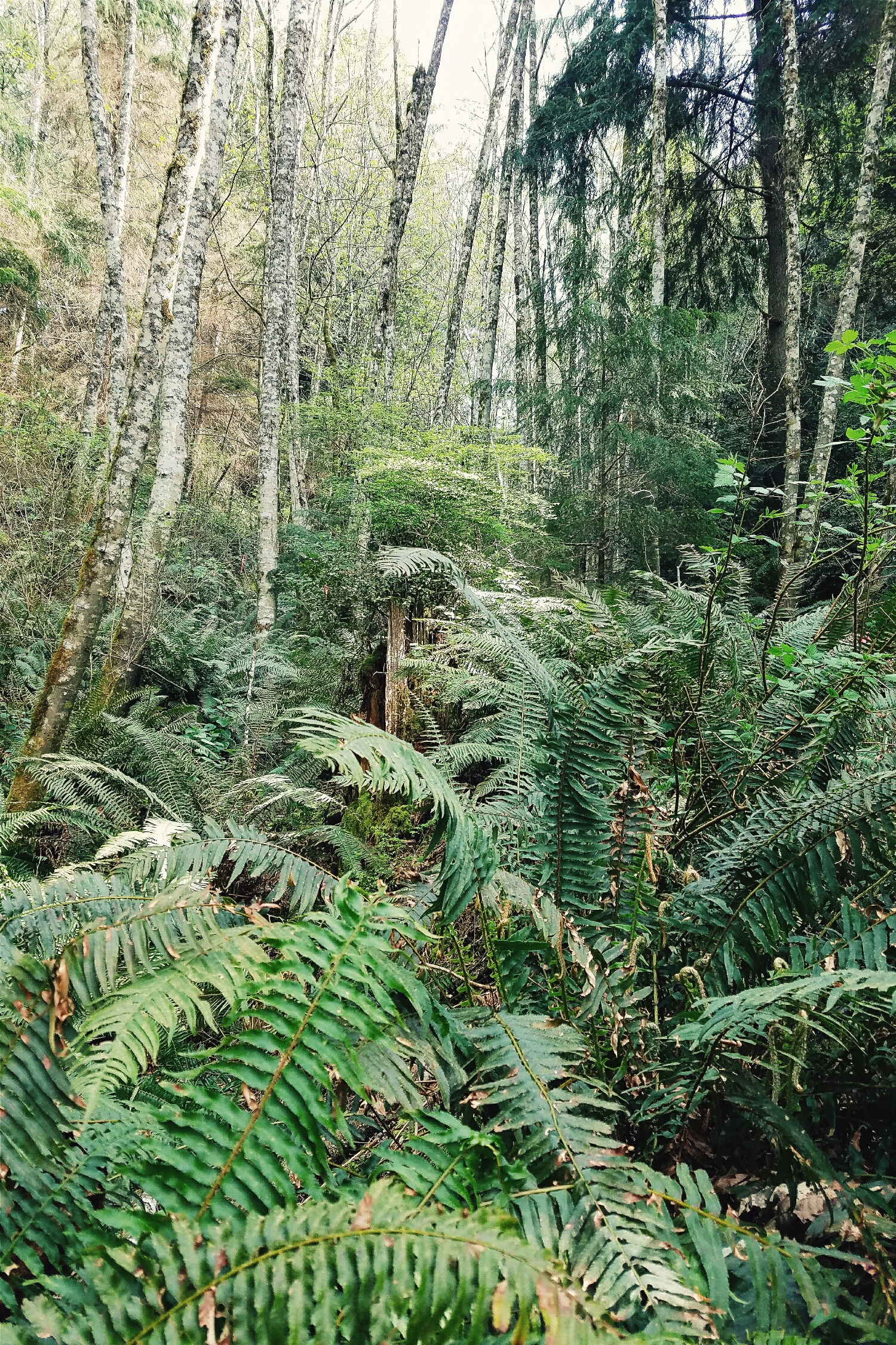 Before our work crew got started, this is what the area looked like. Giant ferns as far as the eye can see!
