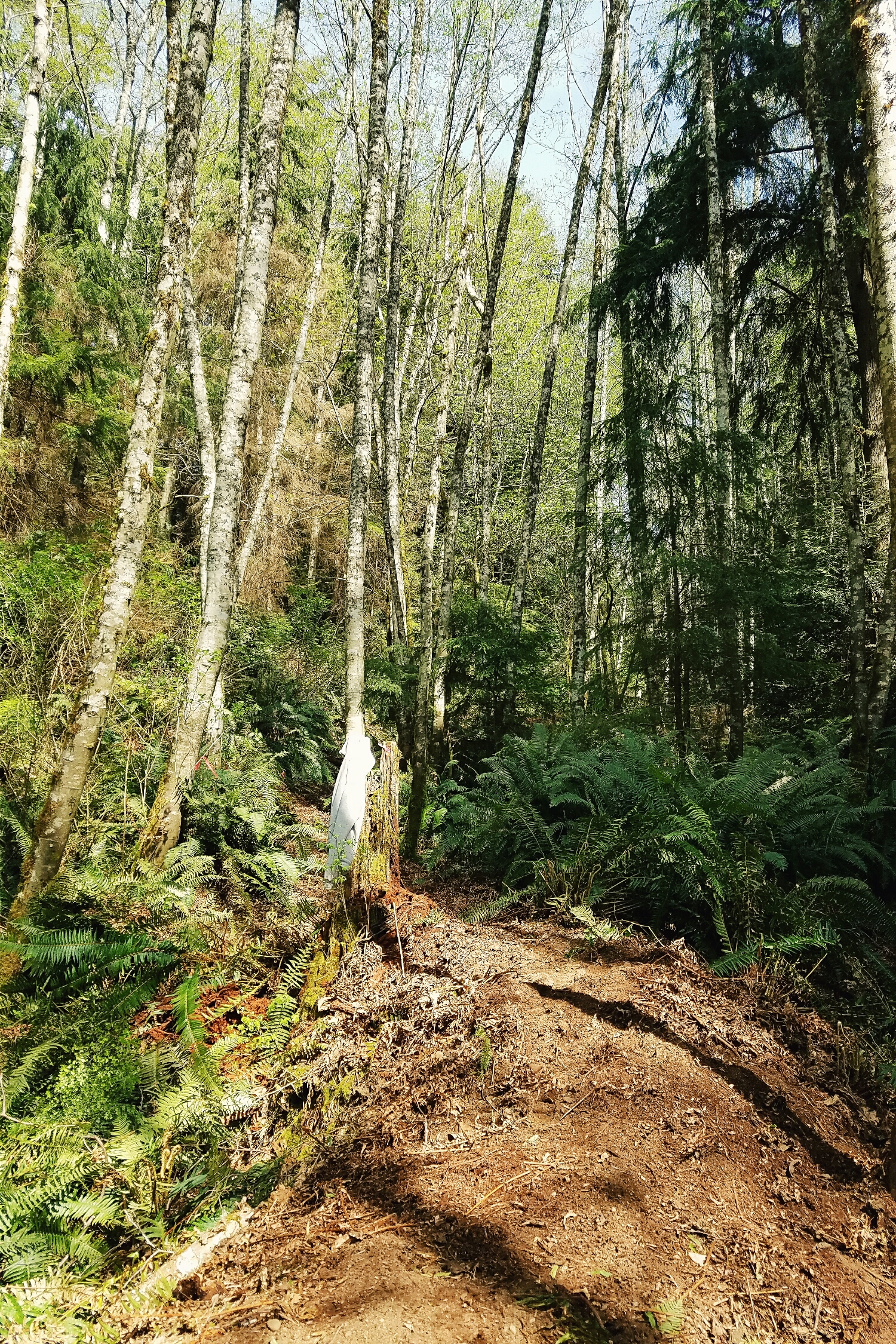 A rather dramatic after shot. Not pictured: the mountain of ferns that we replanted off trail.