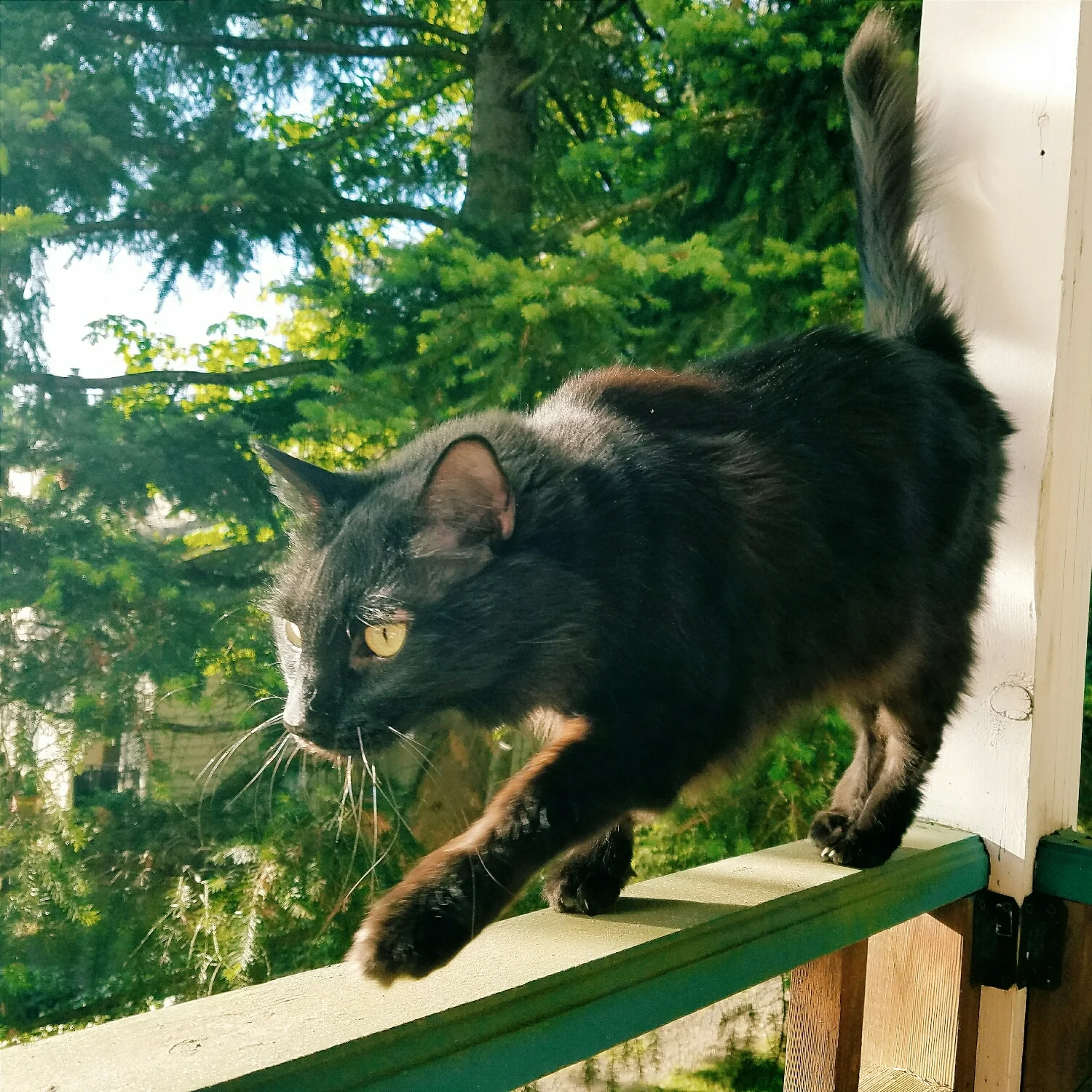 This guy likes to pretend he's an adventurous outdoor cat...