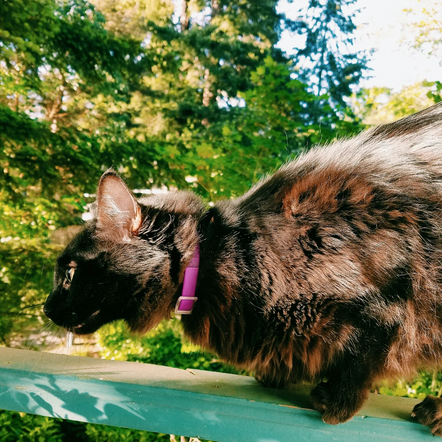...but he would never consider jumping off this railing