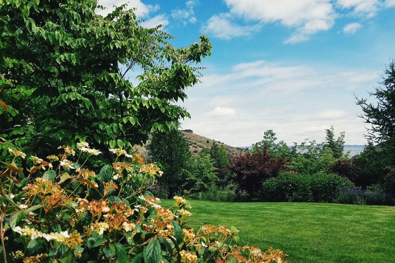 This is the yard I dream of having once we finally buy a house.