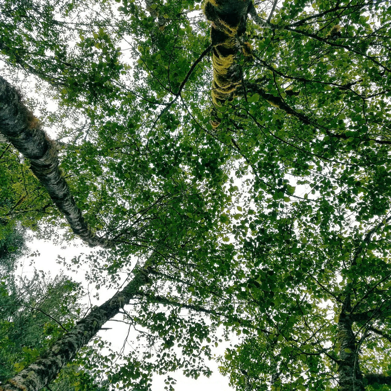 When it wasn't raining, these grey skies were lovely too.