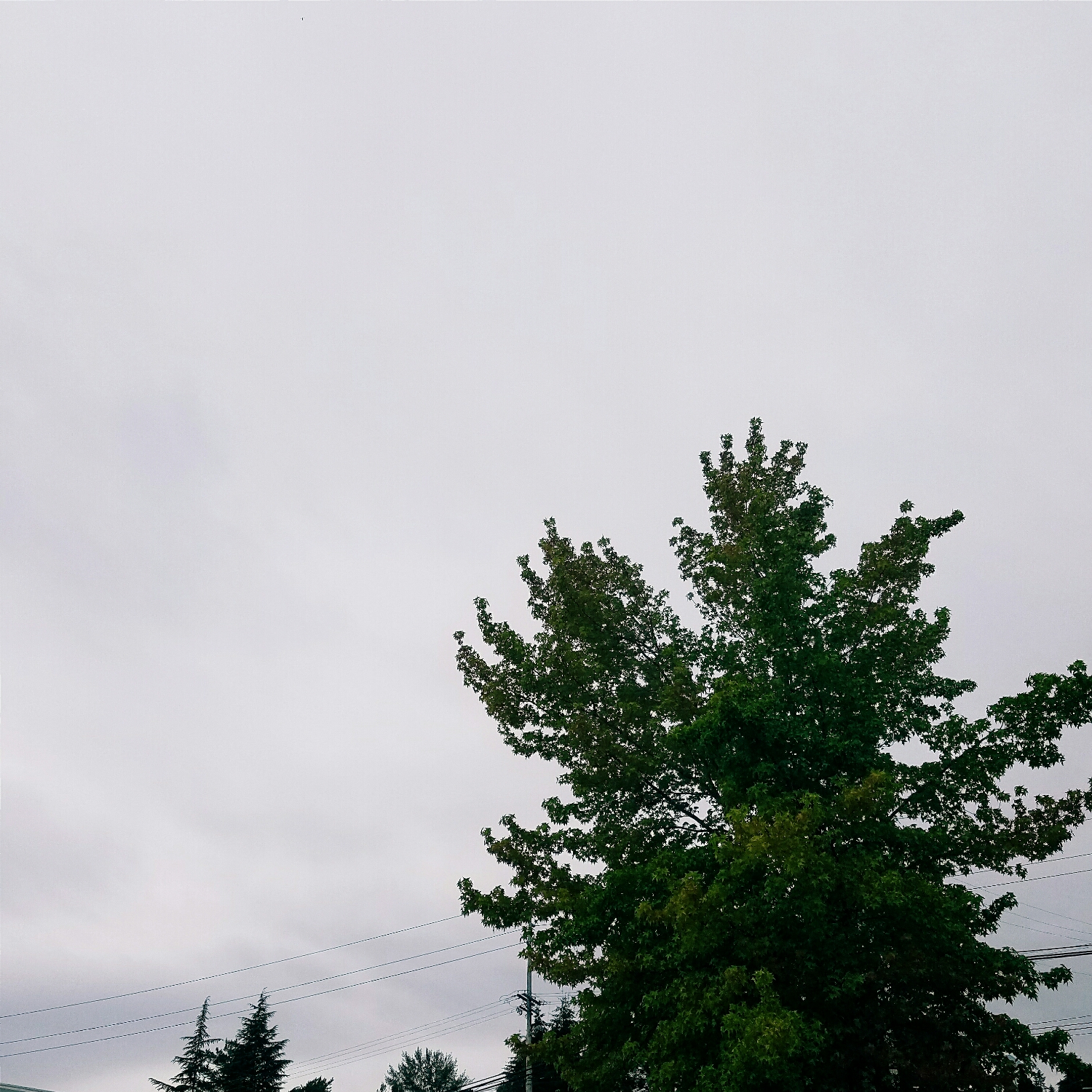 July in Seattle: chilly and overcast when I go to lunch...