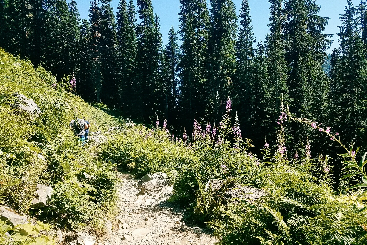 This stretch of trail will forever remind me of the new friends I made on the blogger hike that Alpine Lily planned last summer!