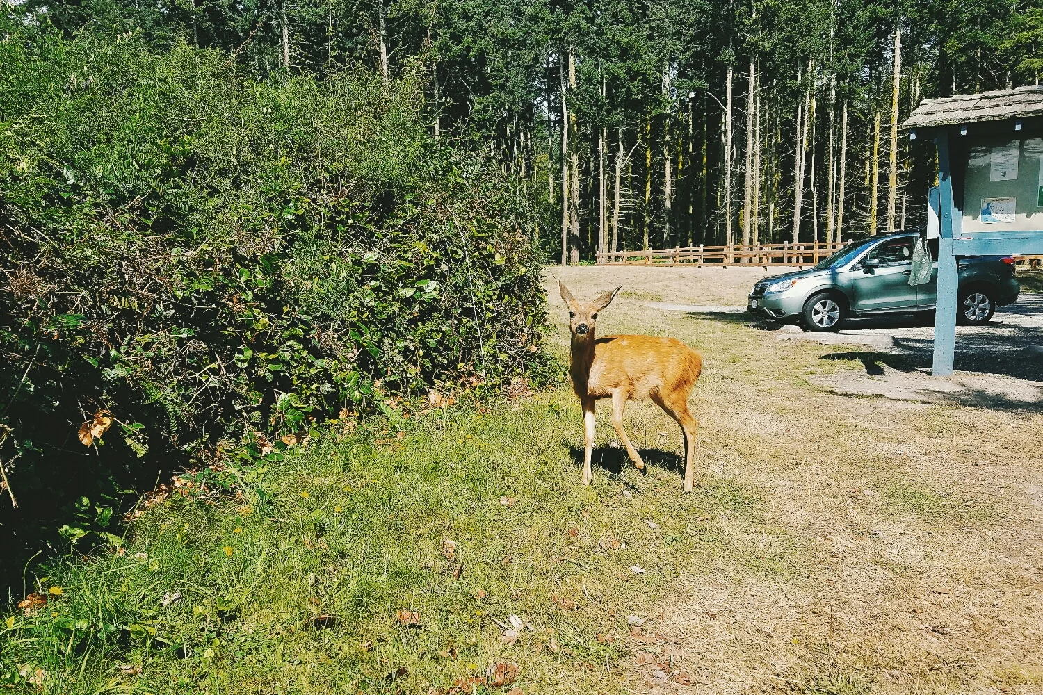 We saw so many young deer over the week. This one almost seemed like he wanted to be my friend!