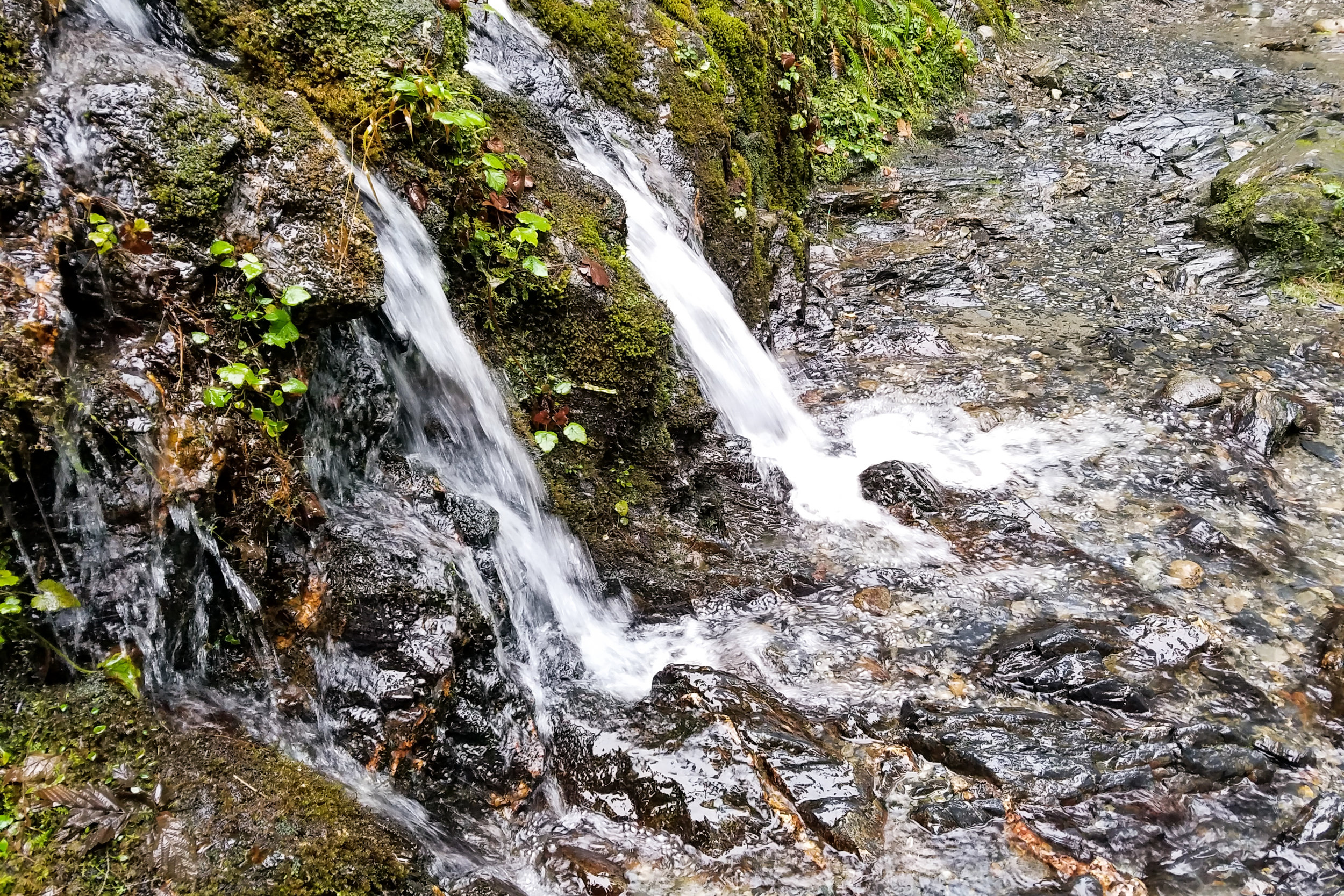 Typical trail conditions for the first mile of the hike