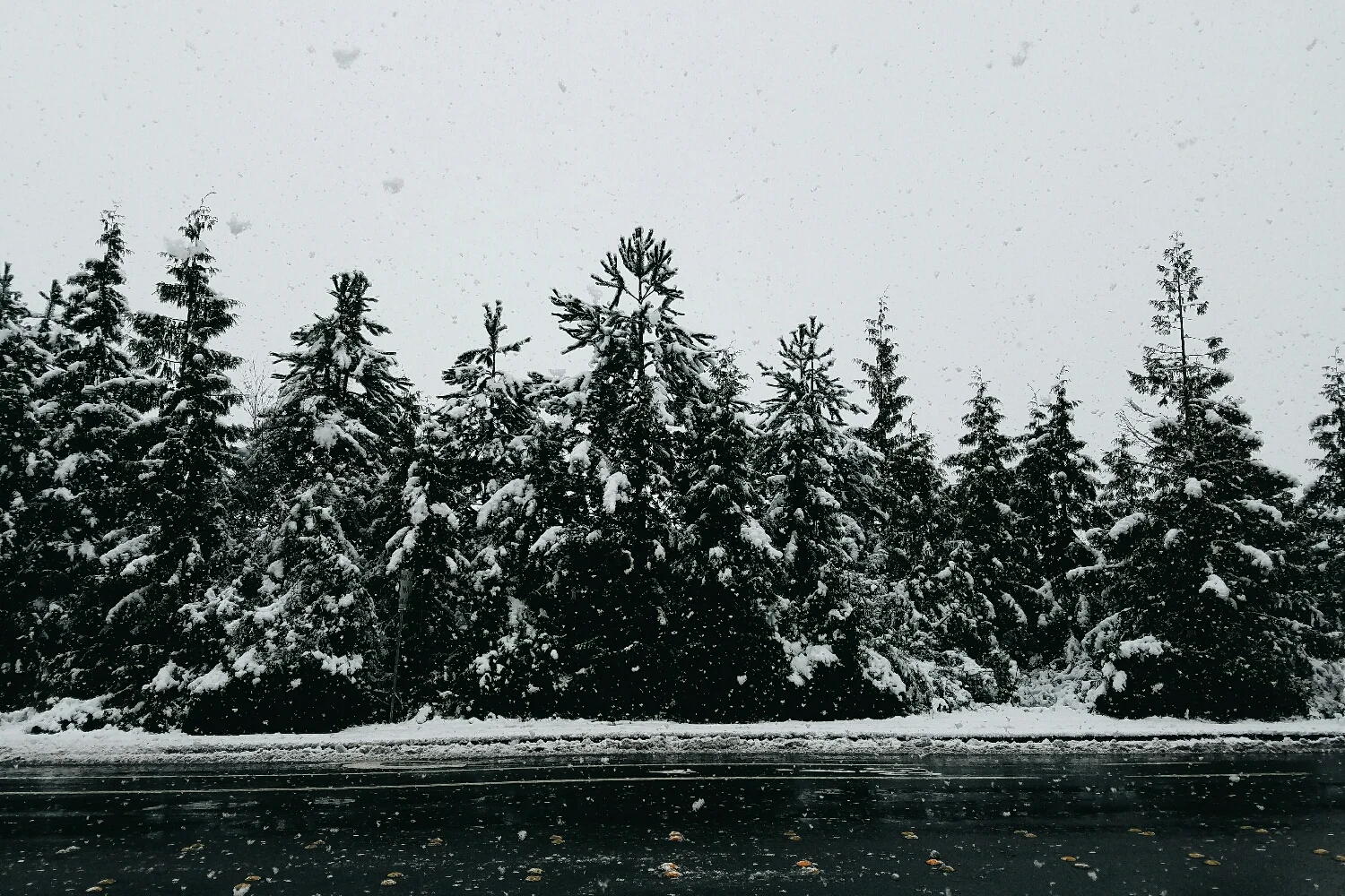 Giant, soggy snowflakes made for a very wet walk to the grocery store!
