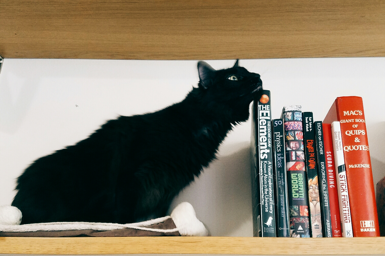 My cat discovered he can hop from my chair onto a shelf above my desk to supervise me working. Obviously it's become his new favorite spot!