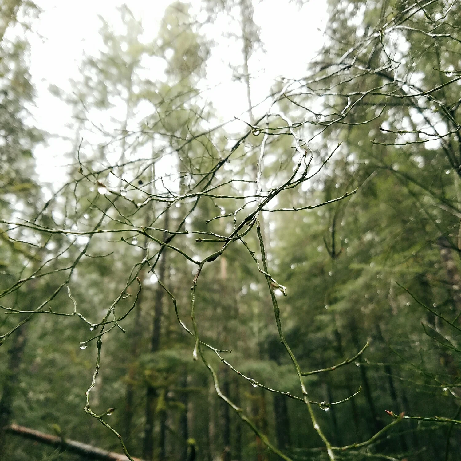 Sculptural bare huckleberry branches - soon enough these will be covered in leaves and tiny blooms