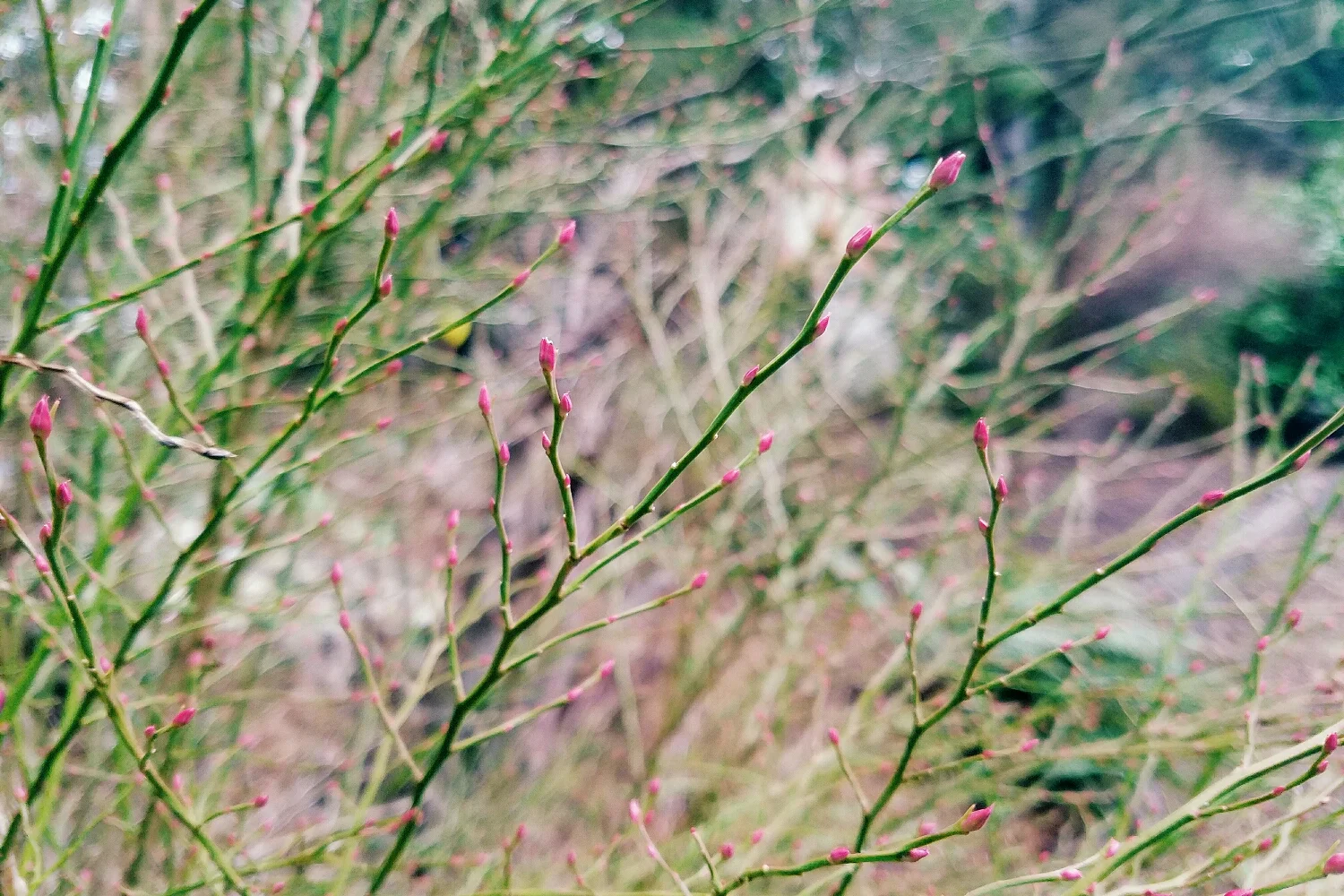 Bare huckleberry branches last week - this week they're decked out in buds!